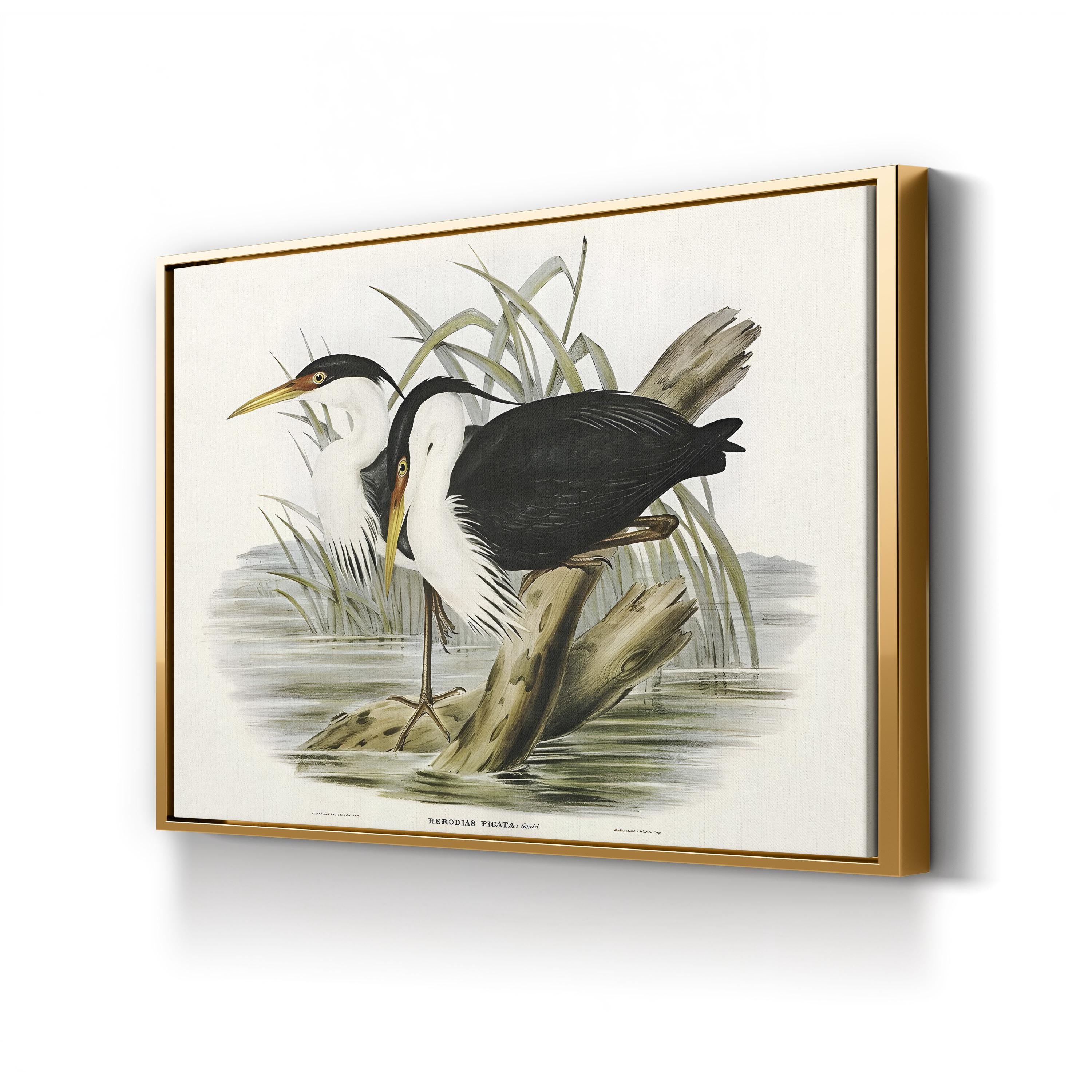 Vintage Heron Waterbird – Period Illustration Wall Art | Black & White Canvas Print