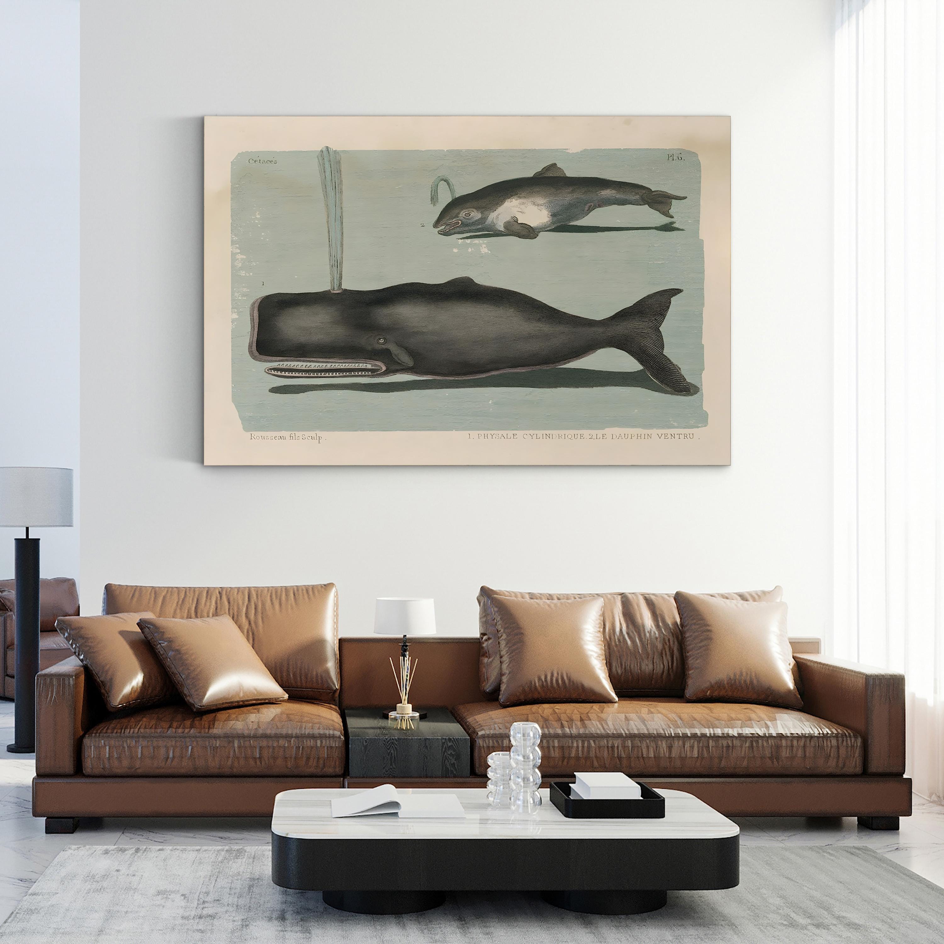 Whale Sketch II Marine Study – Period Illustration Wall Art | Vintage Coastal Canvas Print