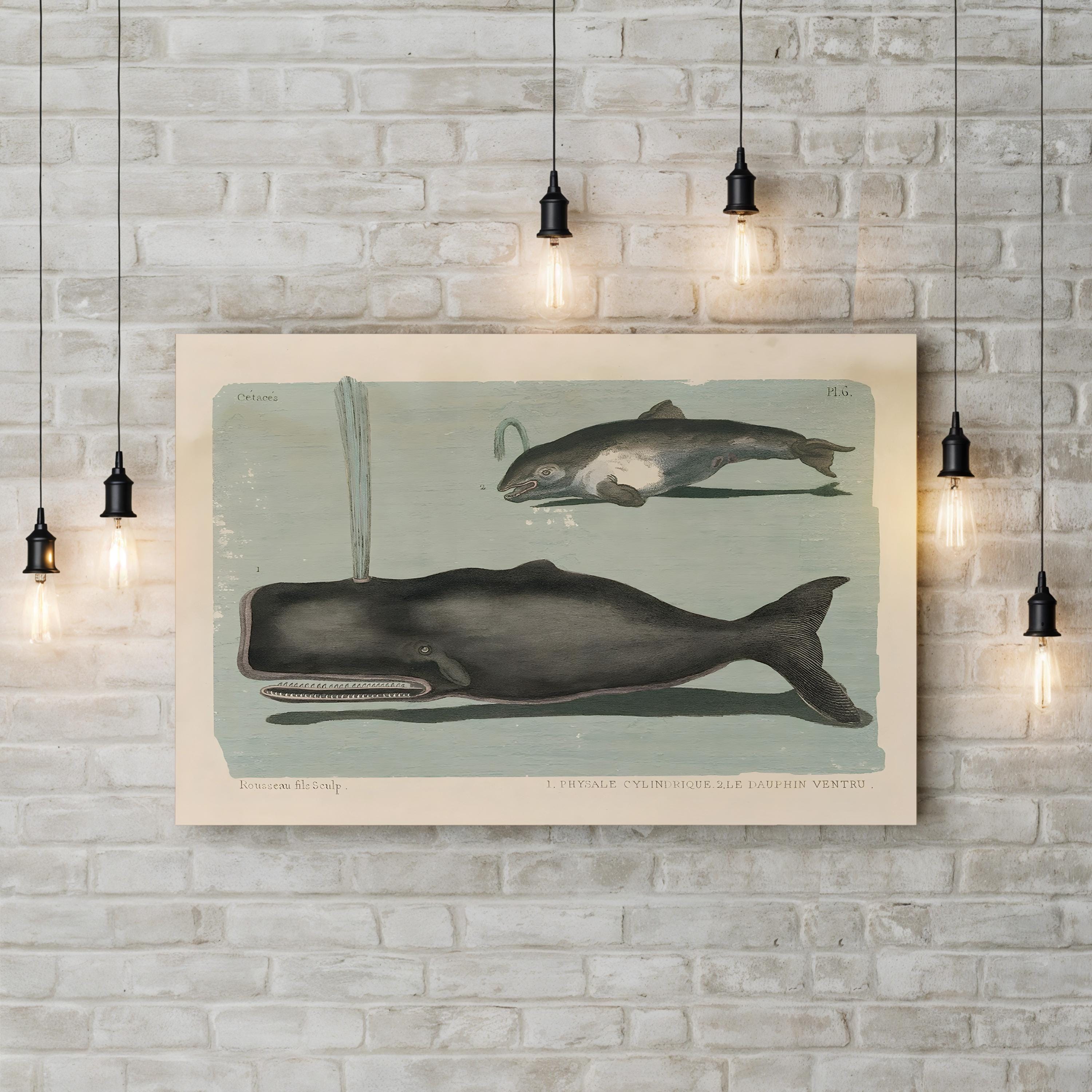 Whale Sketch II Marine Study – Period Illustration Wall Art | Vintage Coastal Canvas Print