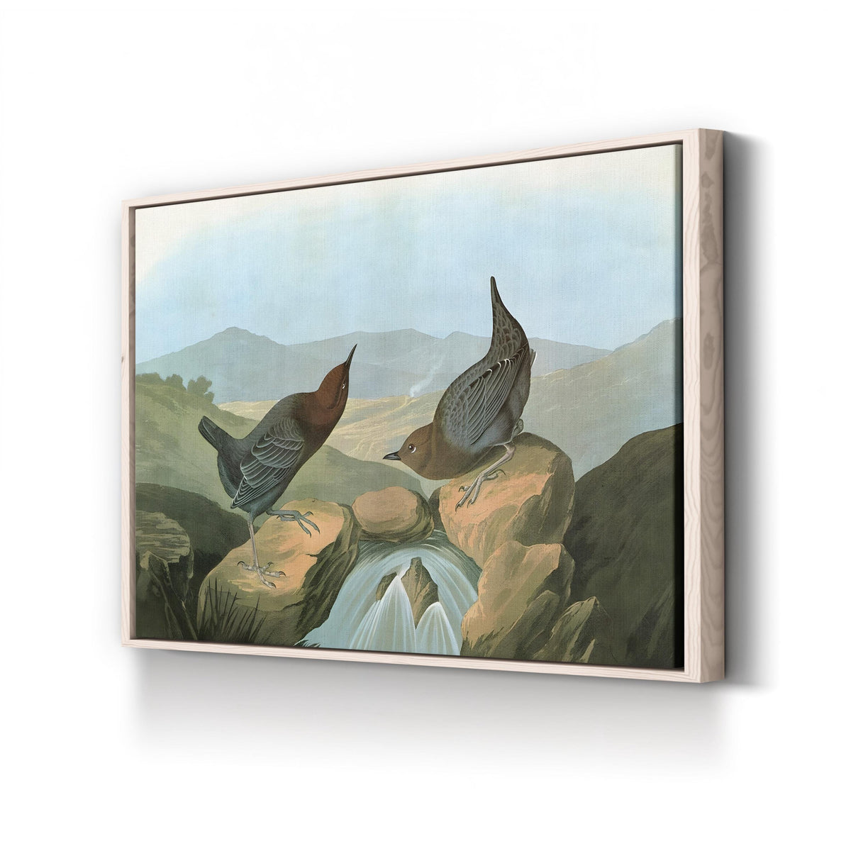 American Dipper (Water Ouzel) by John James Audubon canvas print in Natural Frame Canvas