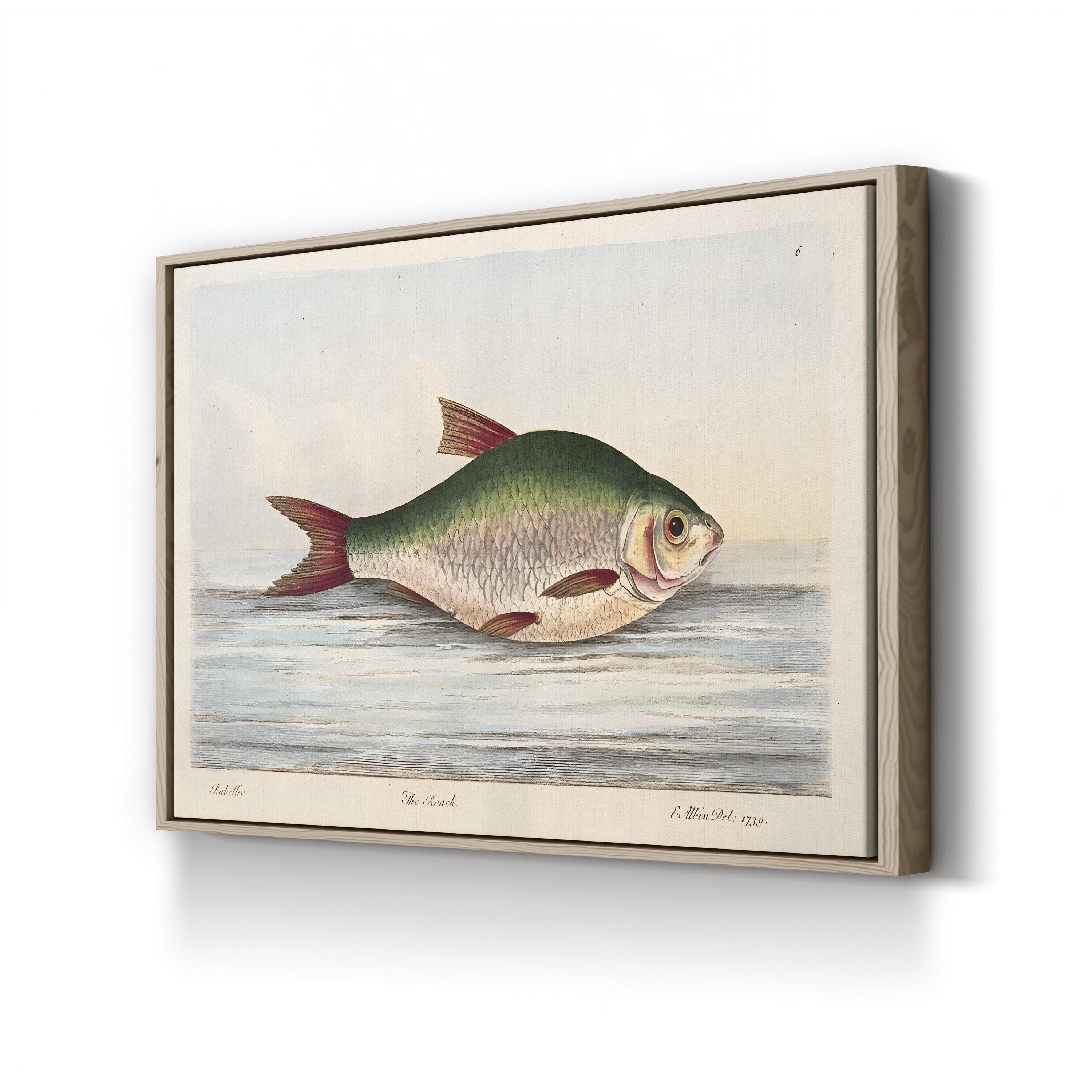 The Roach, by Eleazar Albin canvas print in Oak frame