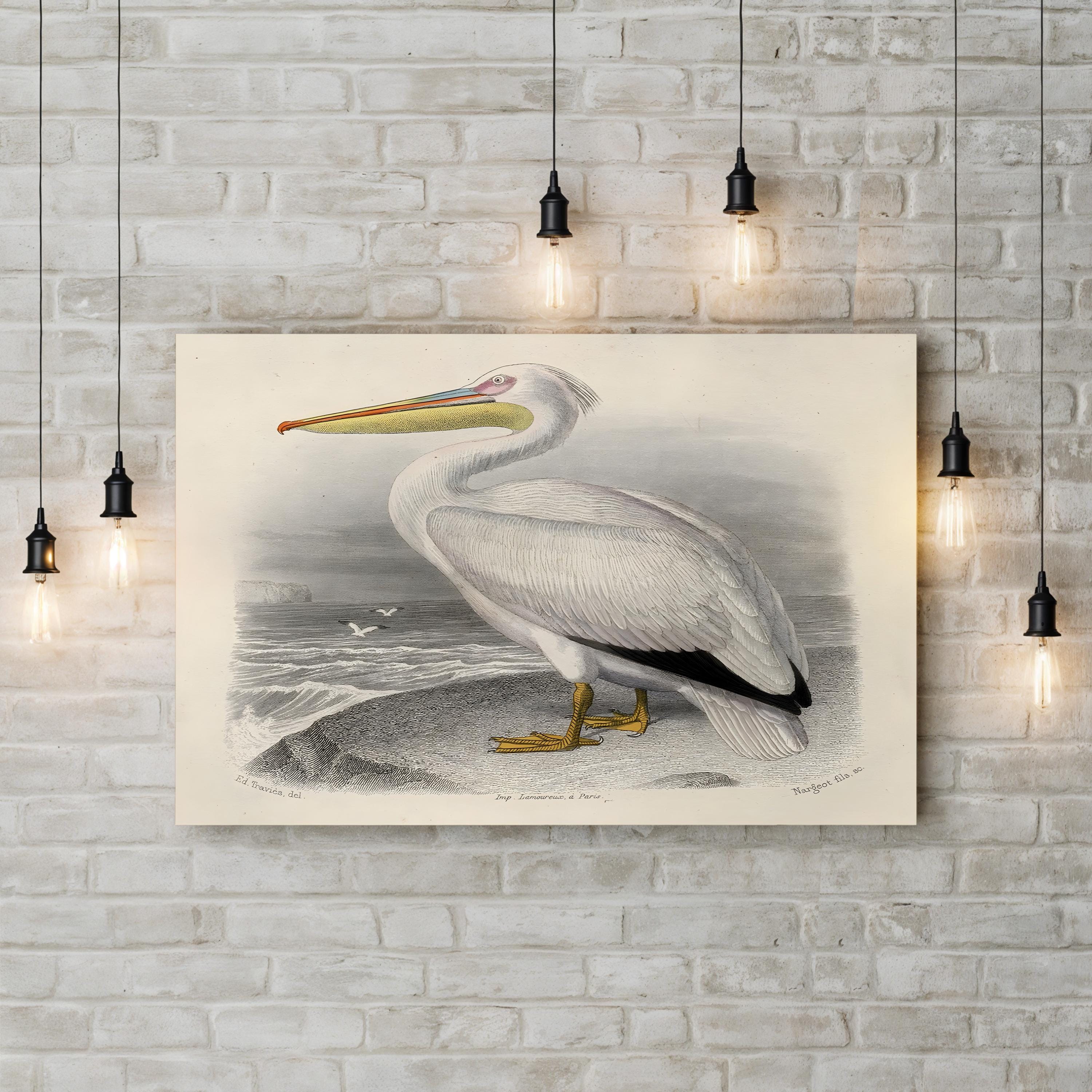 White Pelican – Édouard Traviès Wall Art | 19th-Century Naturalist Canvas Print