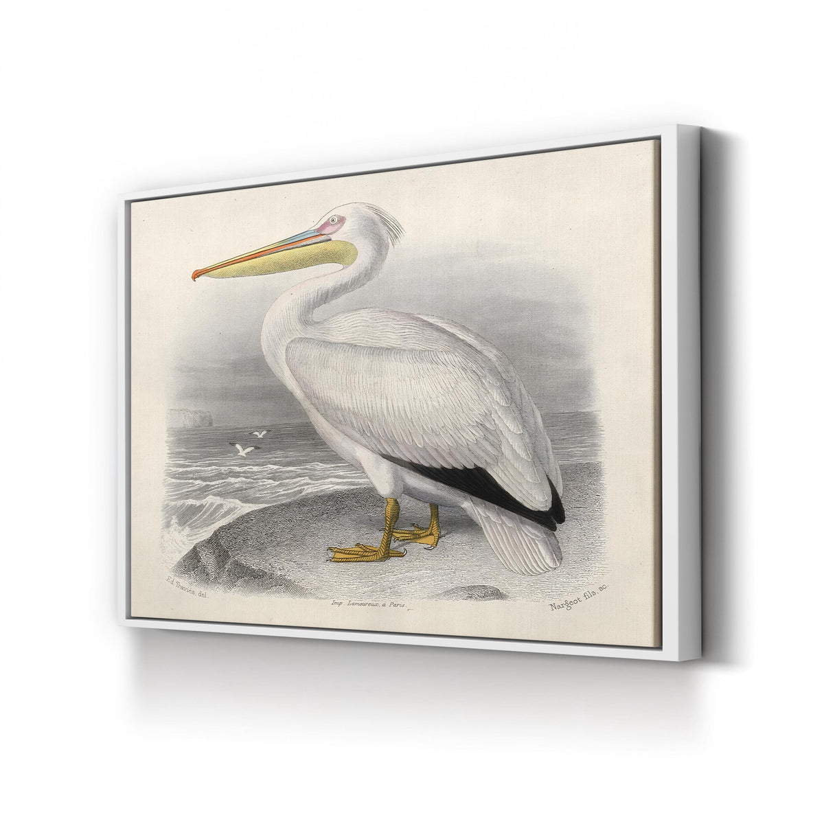 White Pelican, by Édouard Traviès canvas print in White frame