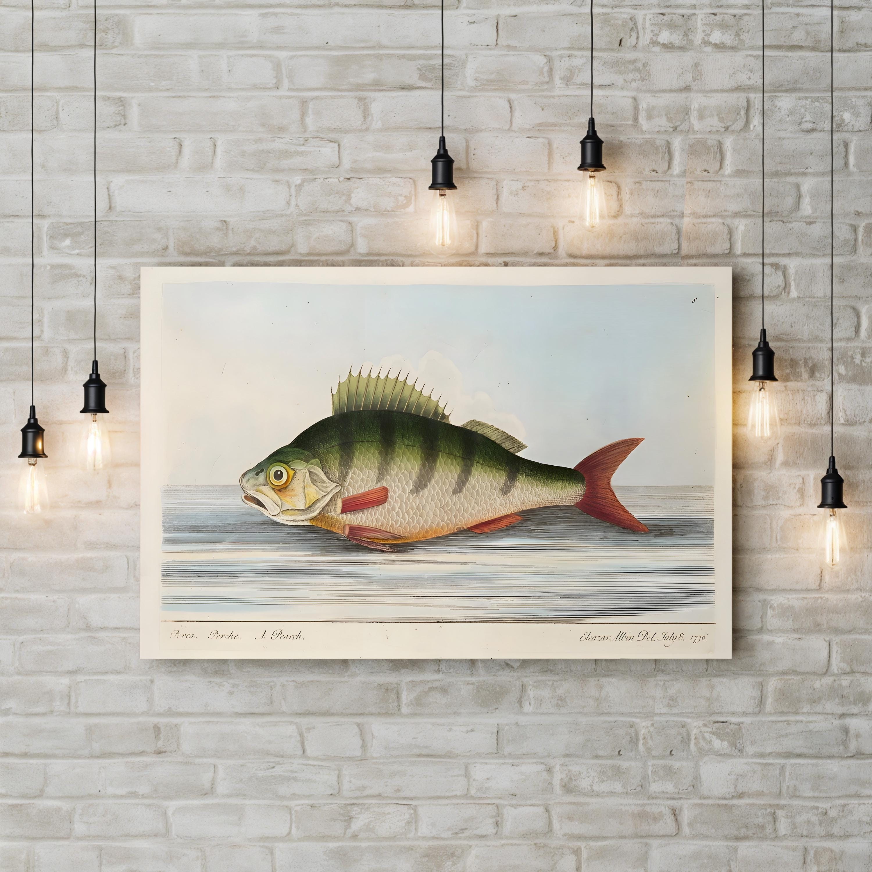 The Perch, 1832 | Antique Natural History Fish Engraving Wall Art by Eleazar Albin