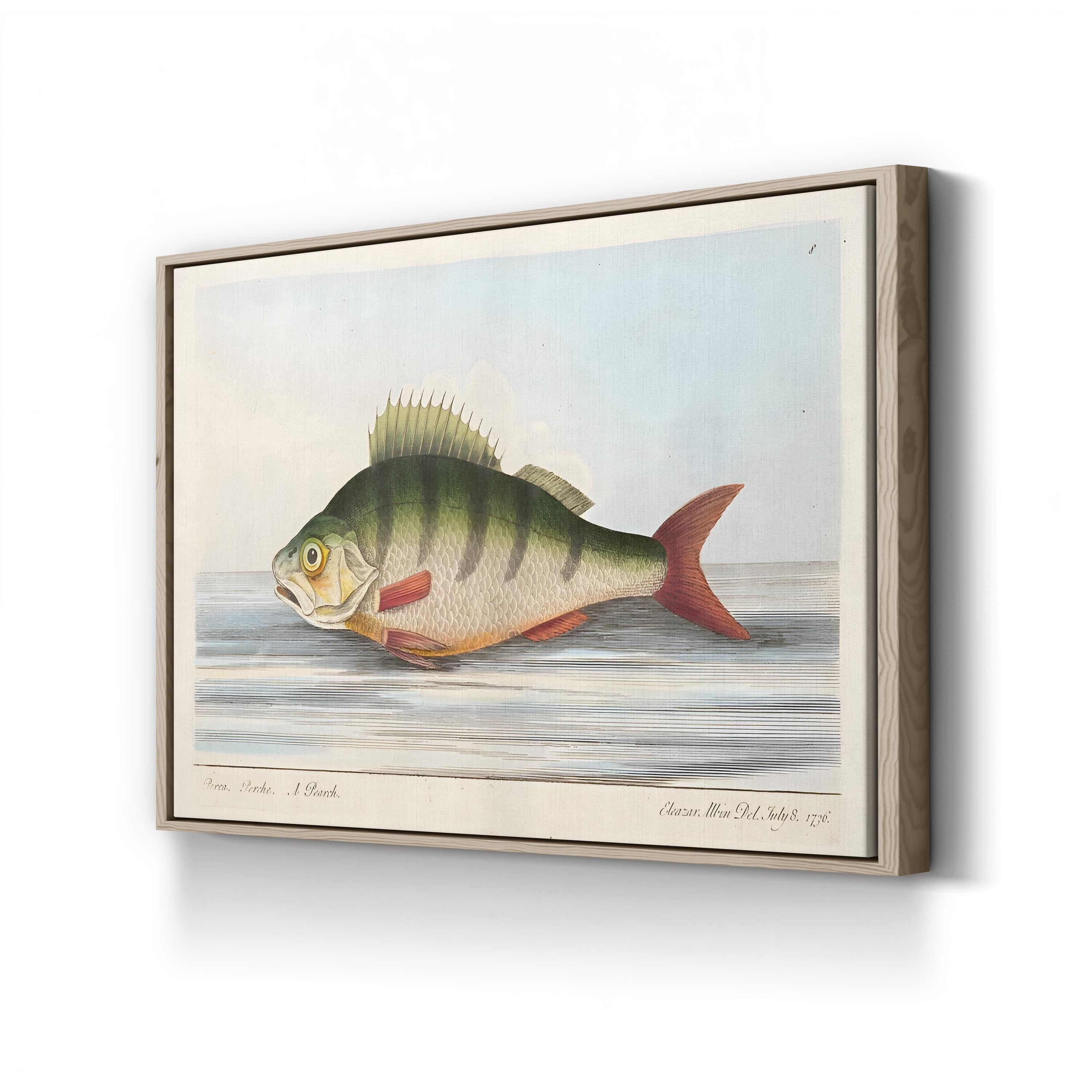 The Perch, 1832 | Antique Natural History Fish Engraving Wall Art by Eleazar Albin