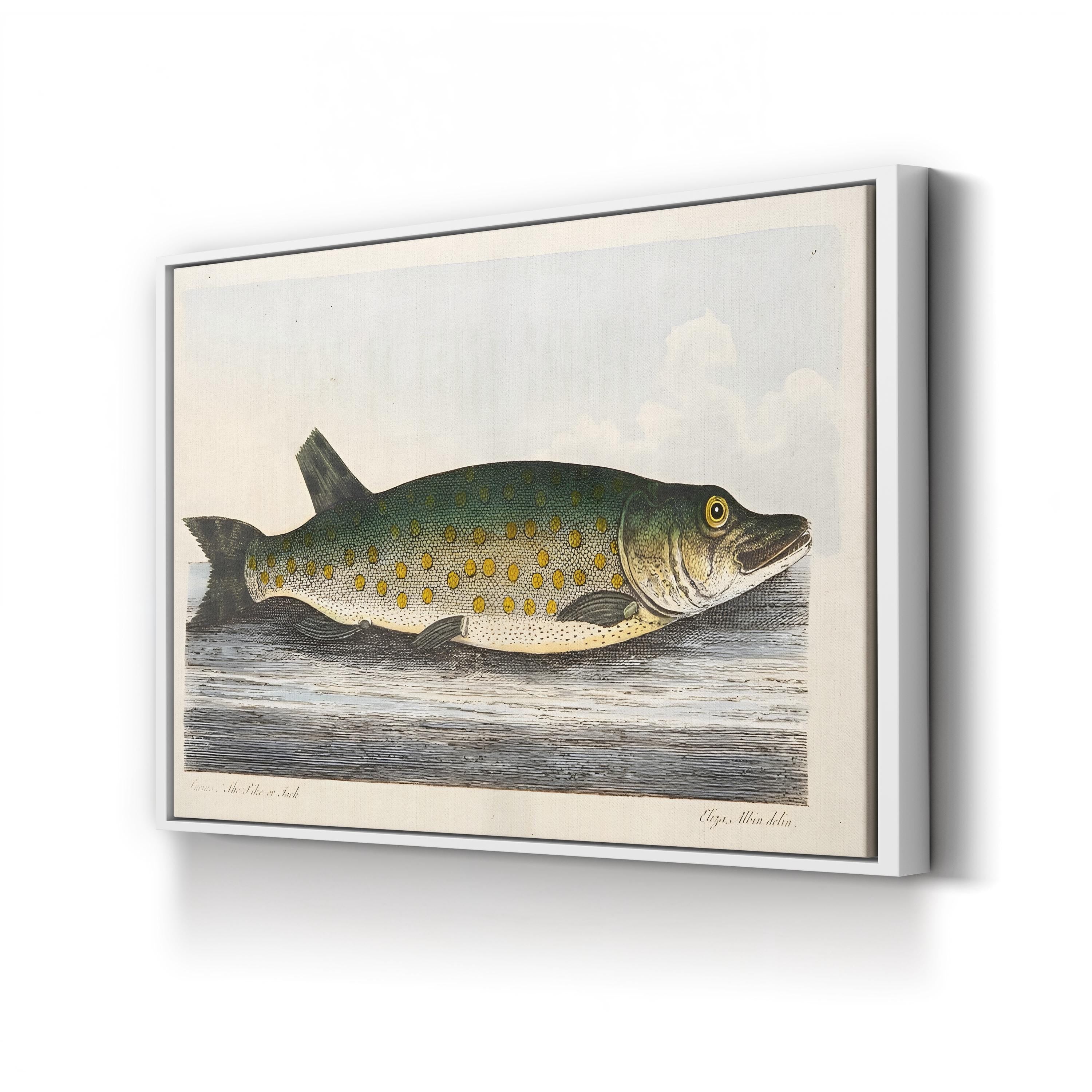 The Pike (1832) Wall Art – Hand-Colored Natural History Fish Engraving by Eleazar Albin