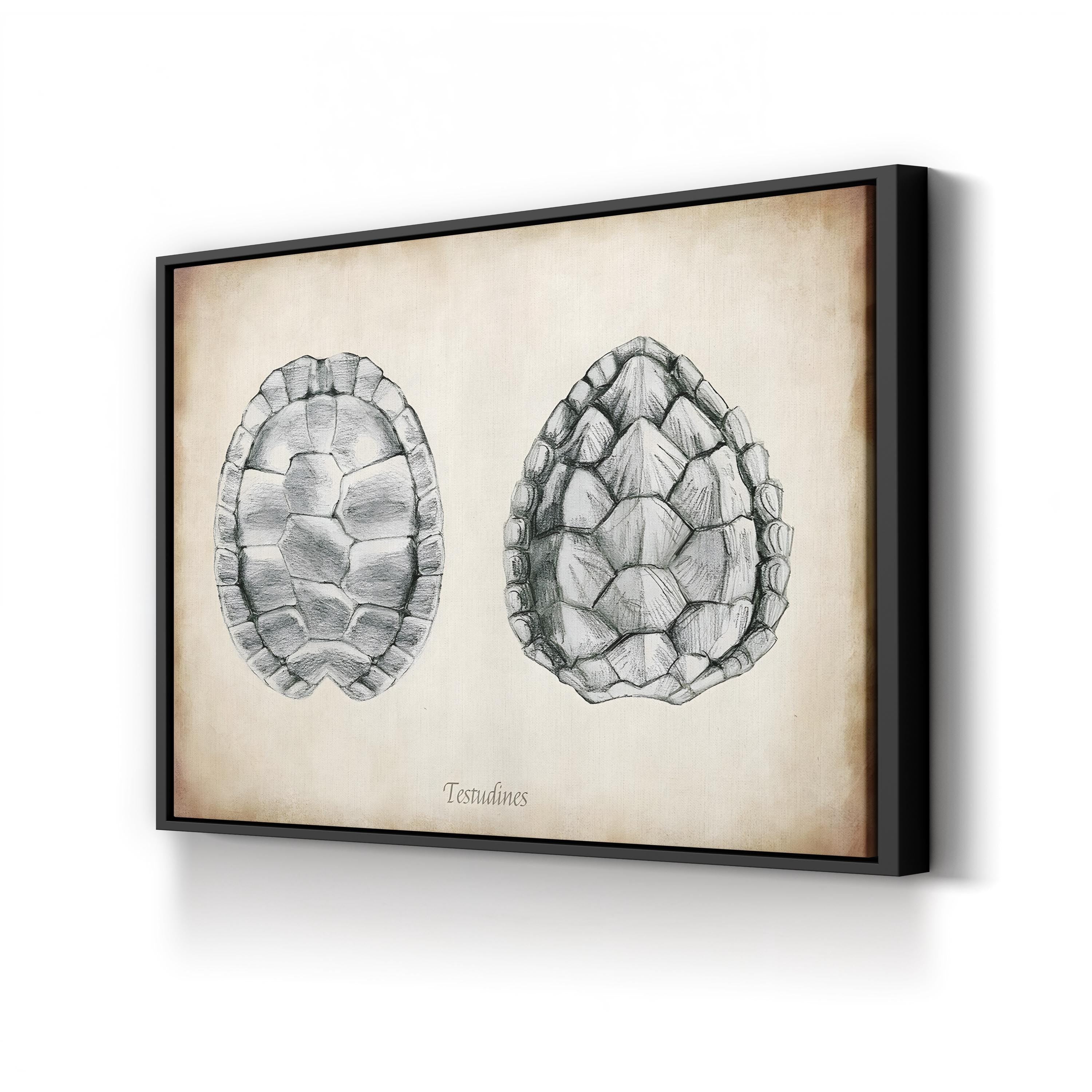 Testudines Turtle Shells canvas print in Black frame
