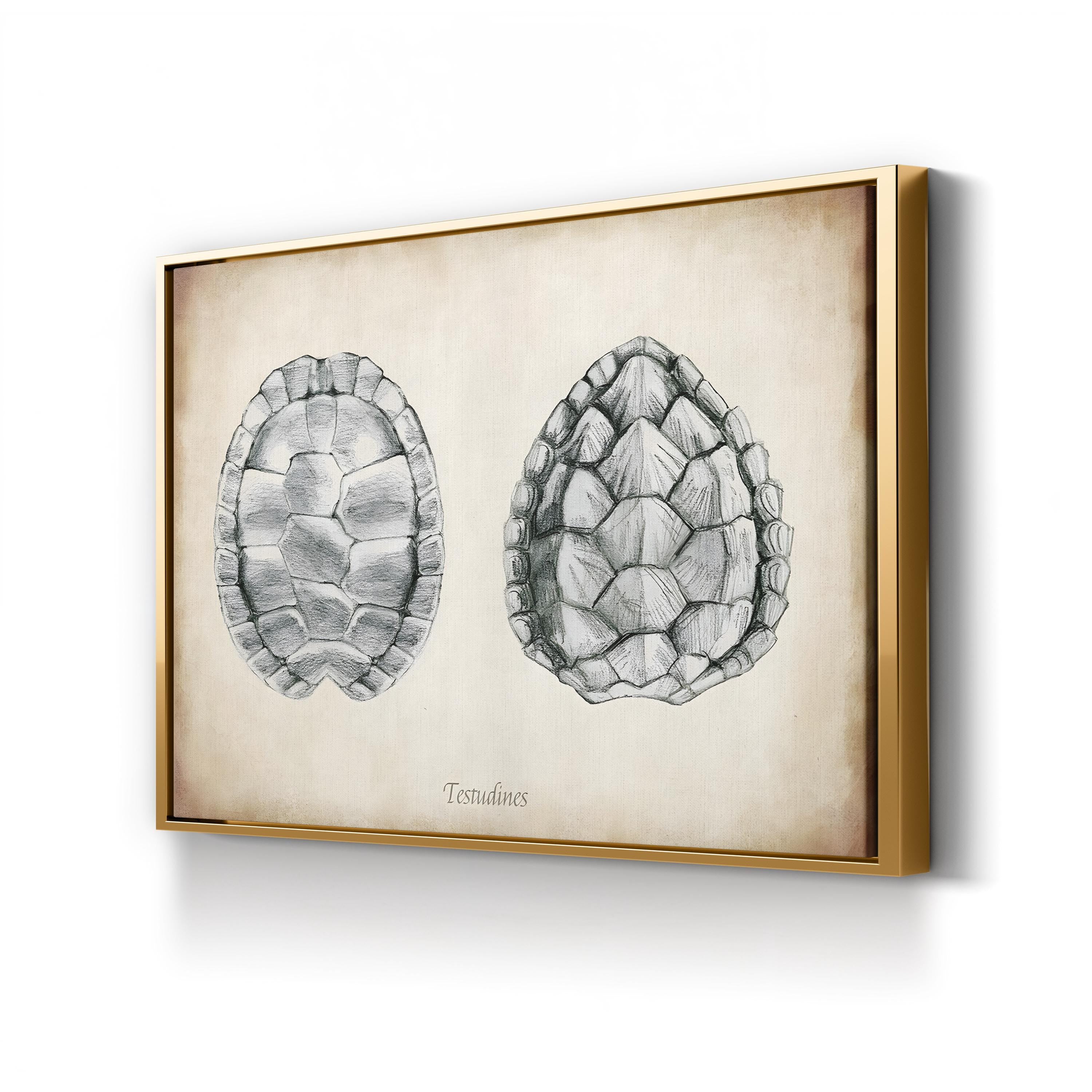 Testudines Turtle Shells canvas print in Gold frame