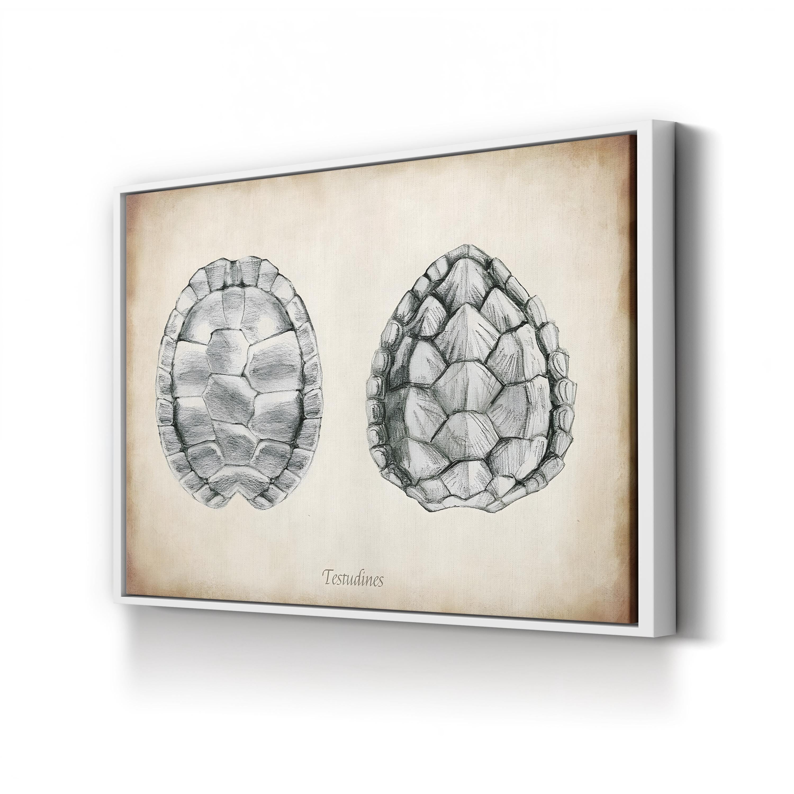 Testudines Turtle Shells canvas print in White frame