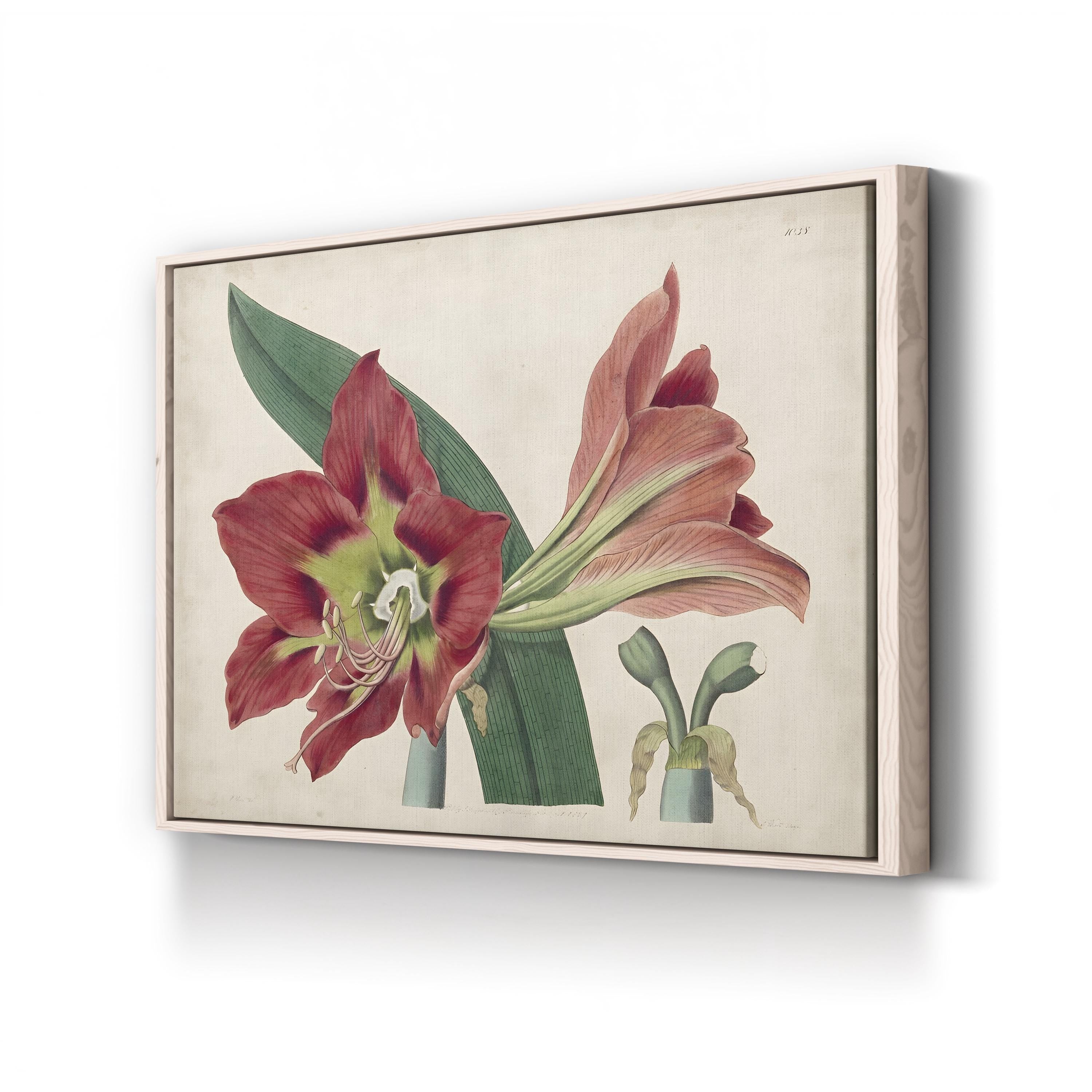 Vintage Amaryllis Botanical Canvas Print: 19th Century Floral Illustration