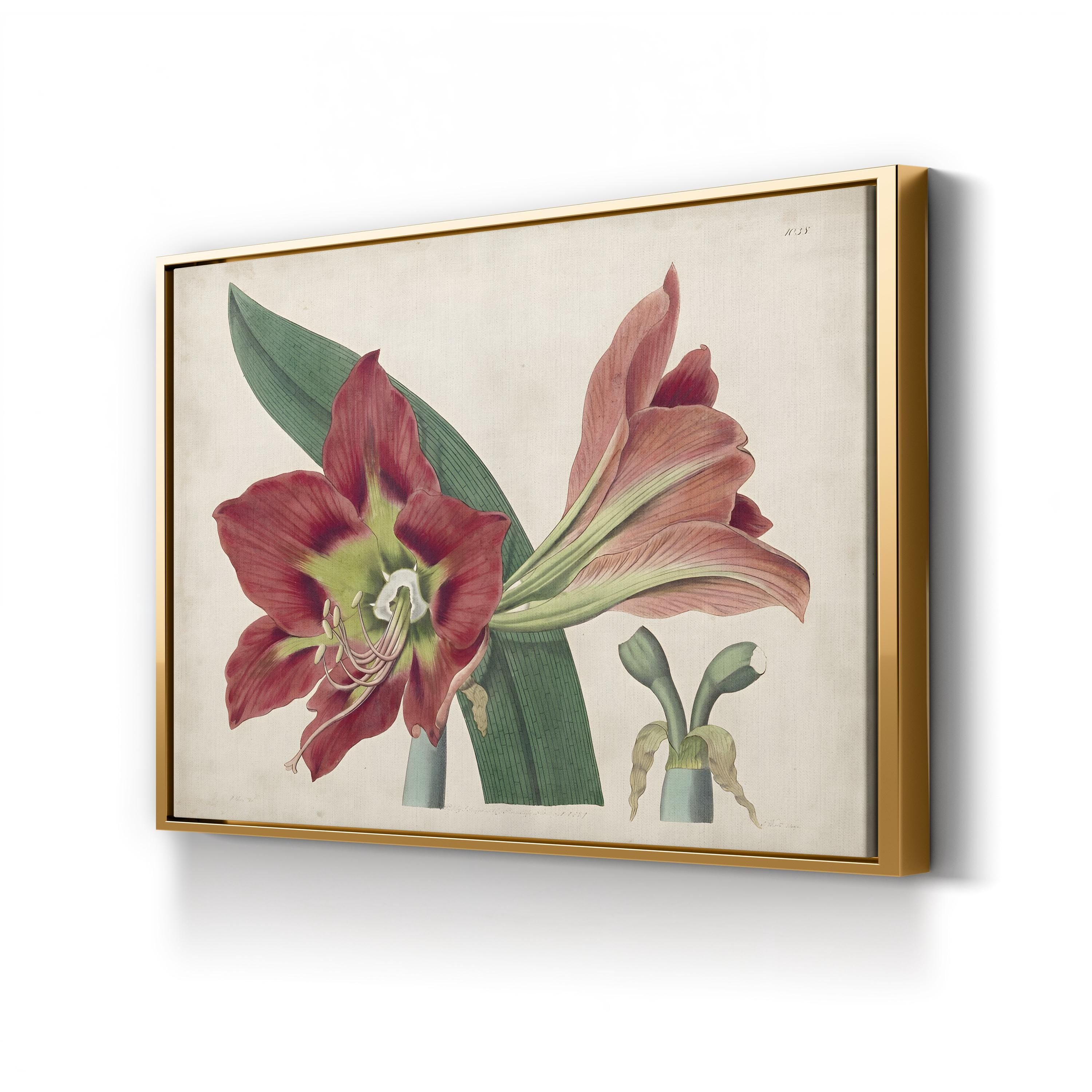 Vintage Amaryllis Botanical Canvas Print: 19th Century Floral Illustration