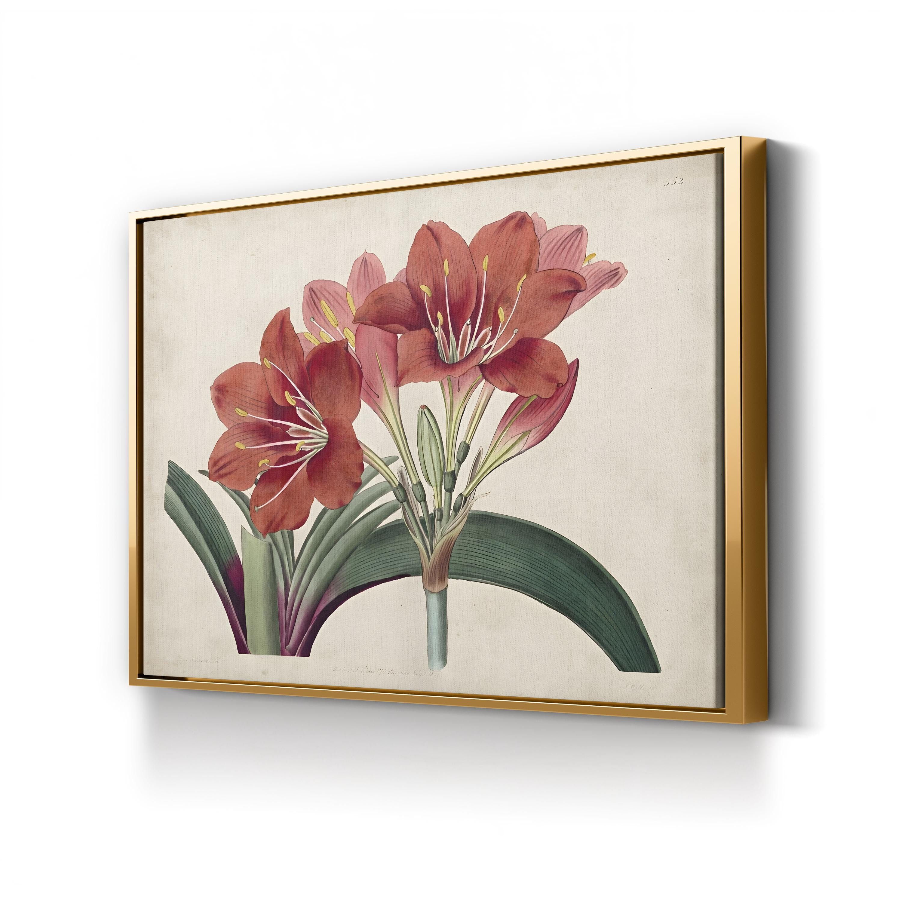Vintage Red Amaryllis canvas print in gold frame