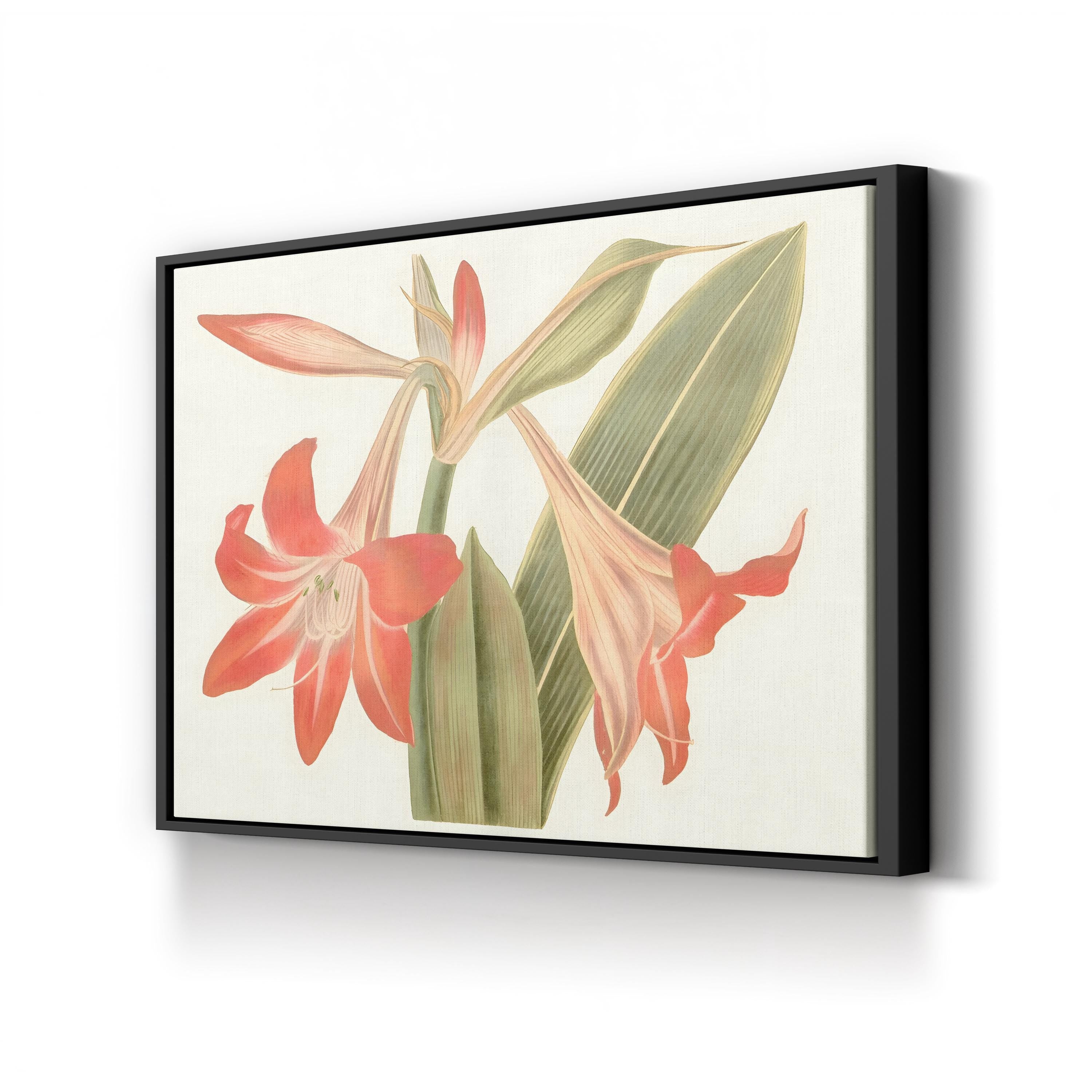 Antique Amaryllis IV Wall Art by Curtis Art – Vintage Botanical Illustration Print