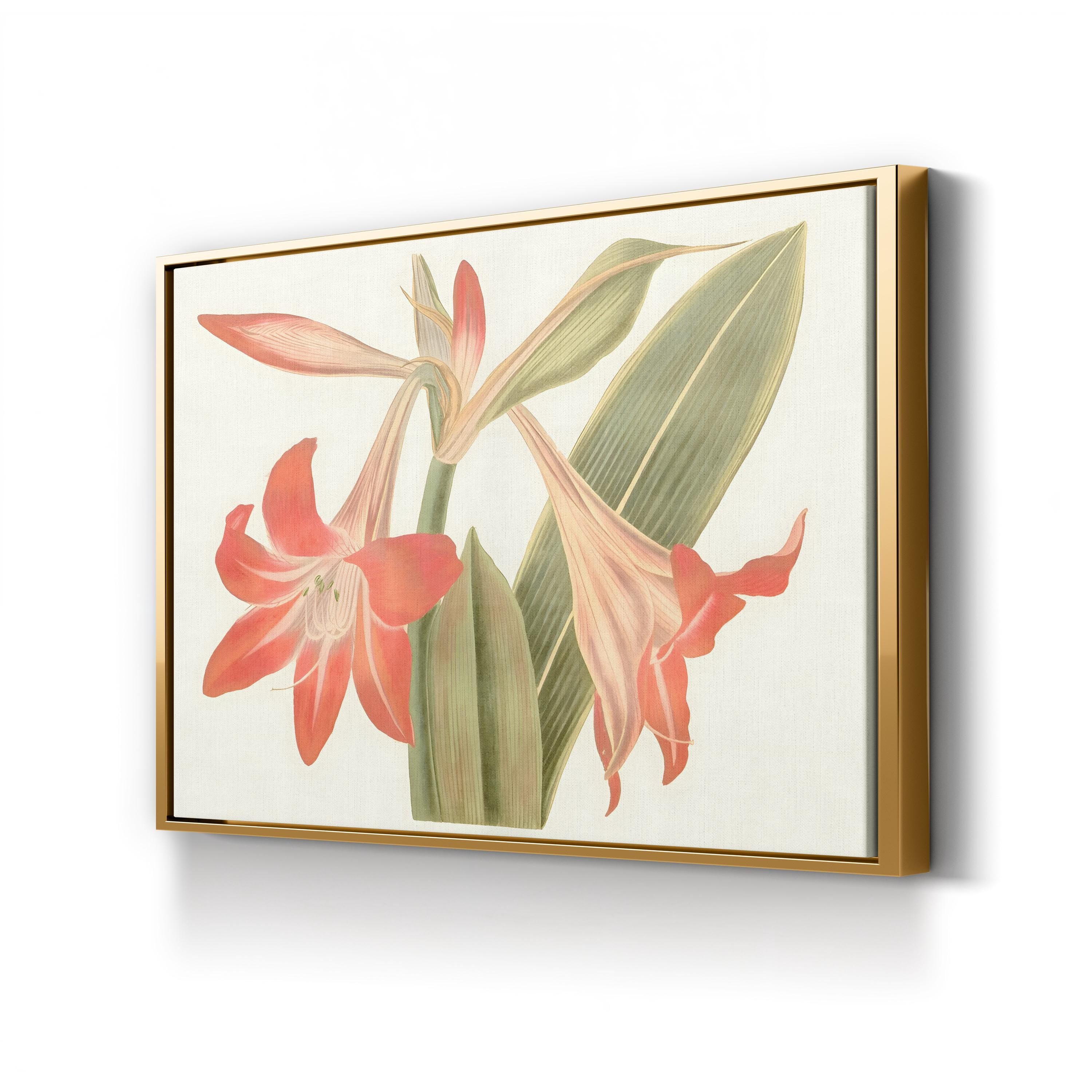 Antique Amaryllis IV Wall Art by Curtis Art – Vintage Botanical Illustration Print
