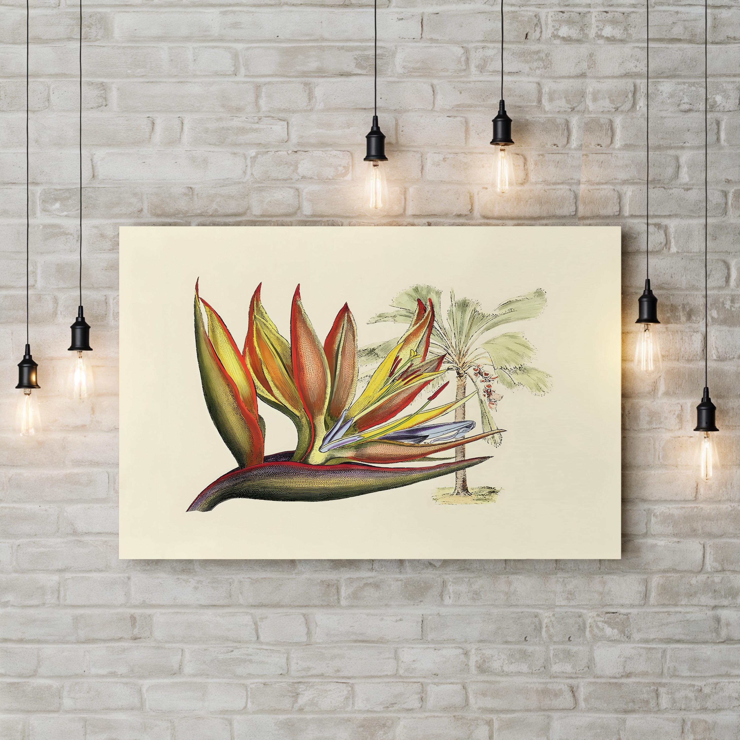 Vintage Bird of Paradise Print: Tropical Botanical Illustration