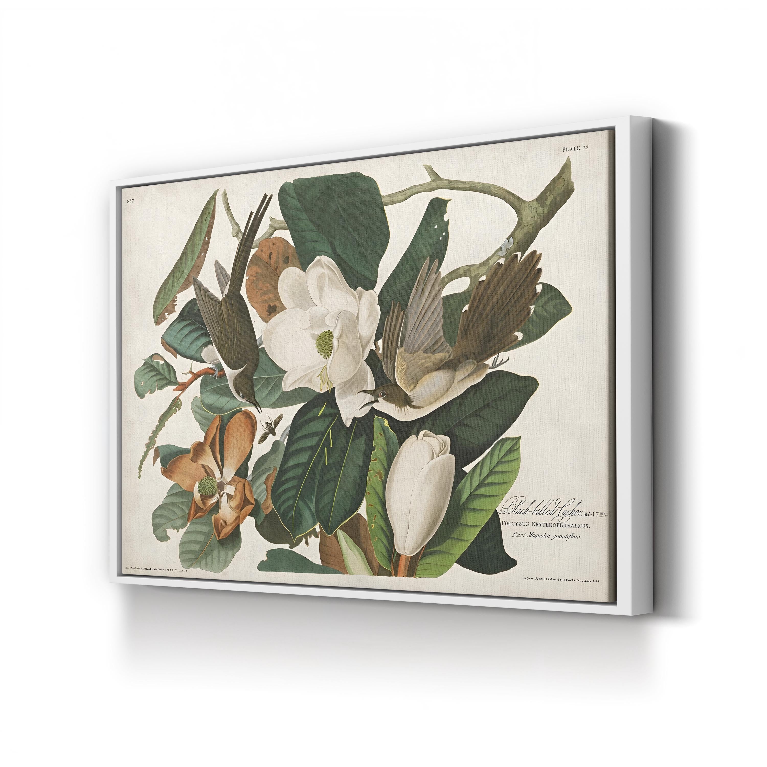 Magnolia & Cuckoo – John James Audubon Wall Art | Botanical Canvas Print