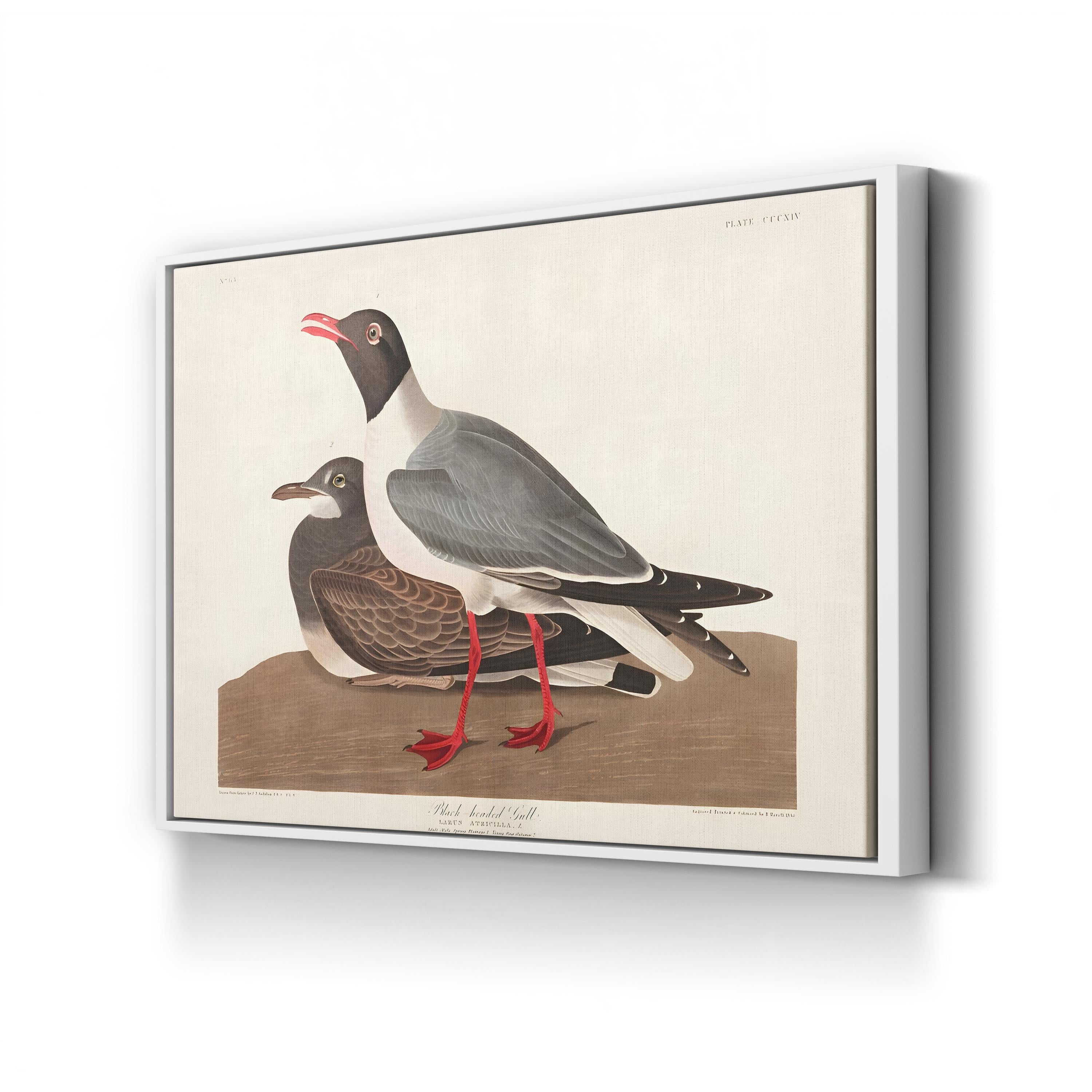 Black-Headed Gull Wall Art by John James Audubon