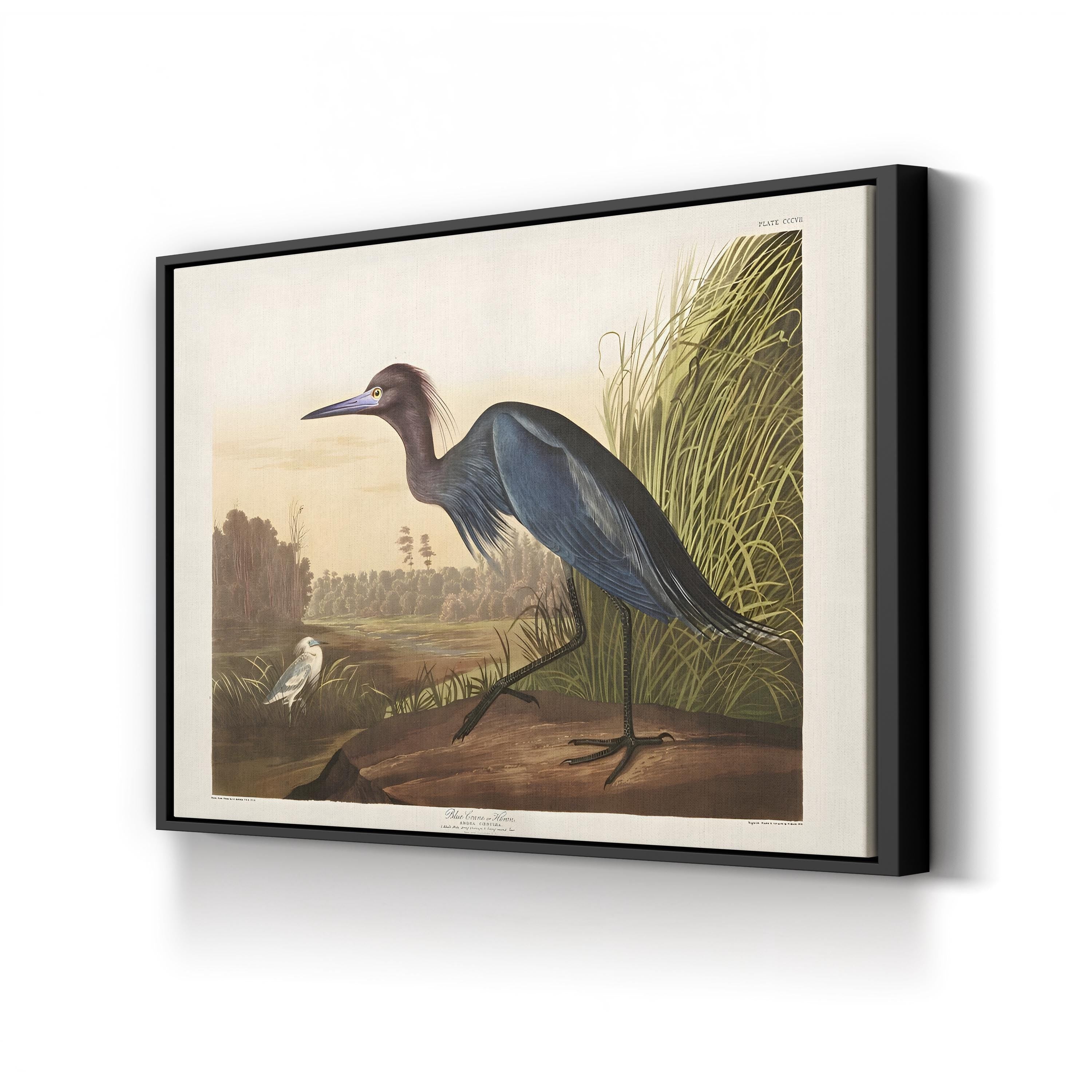 Blue Crane Heron – Period Illustration Wall Art | 19th-Century Bird Canvas Print