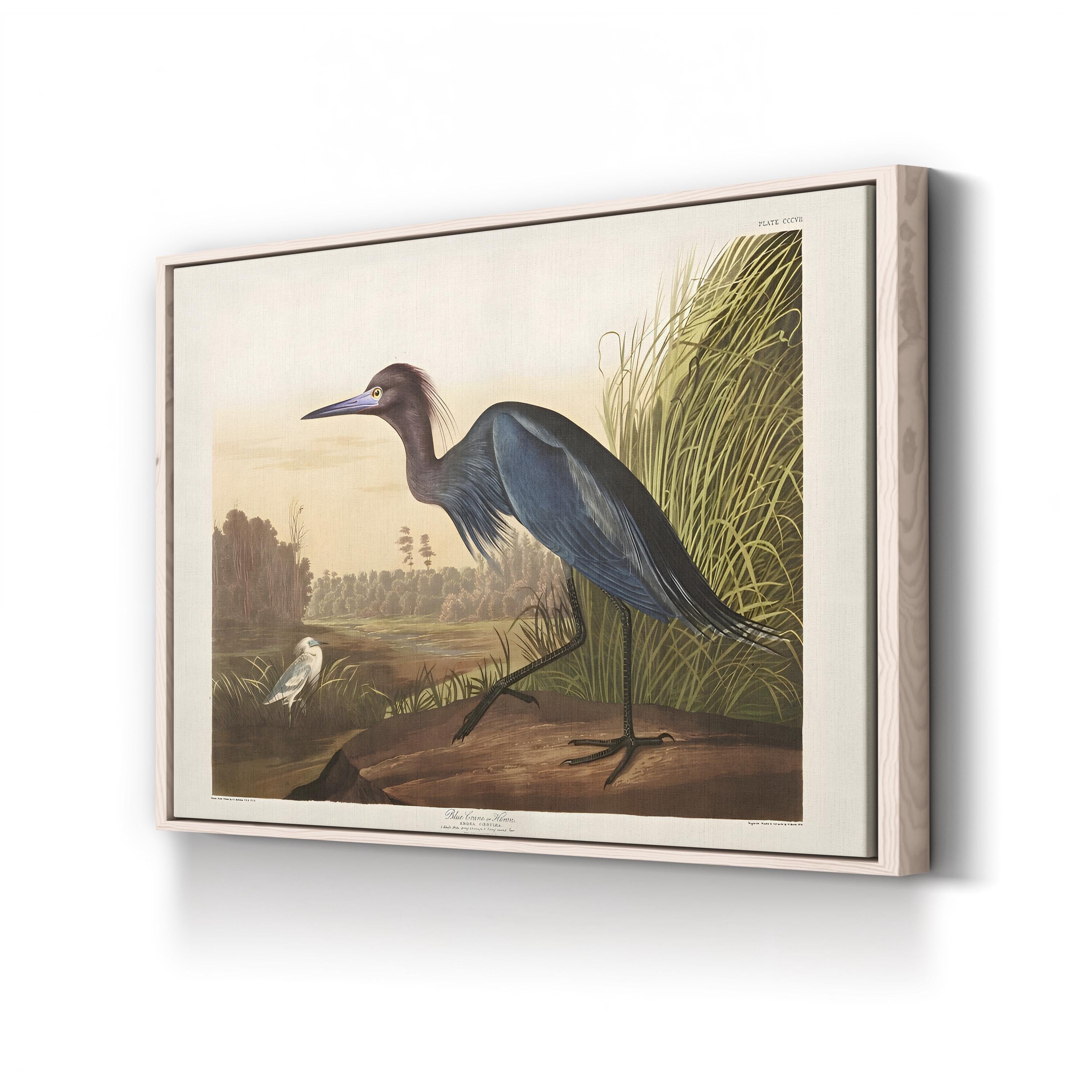 Blue Crane Heron – Period Illustration Wall Art | 19th-Century Bird Canvas Print