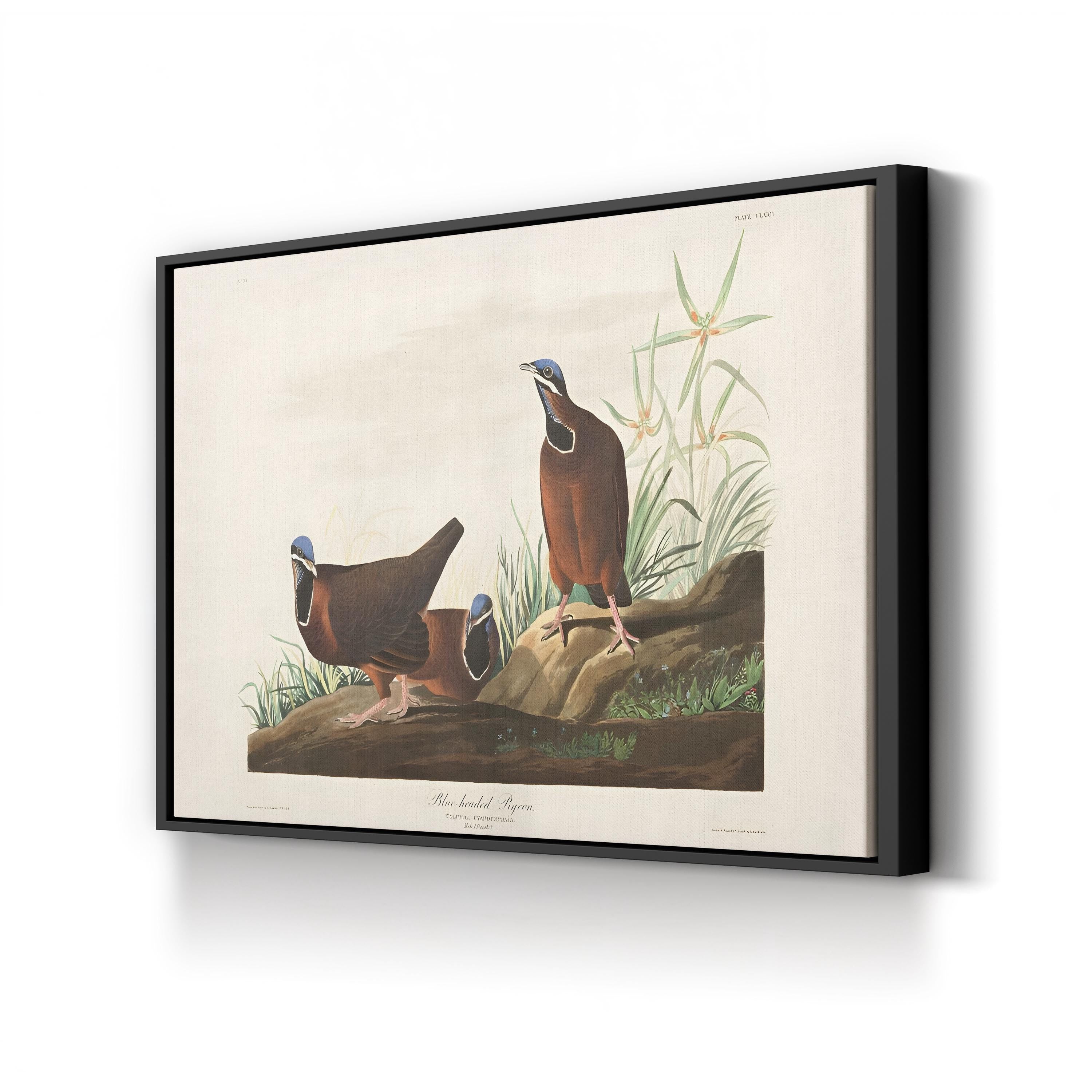 Blue-Headed Pigeon Wall Art by John James Audubon | 19th-Century Ornithological Illustration Canvas Print