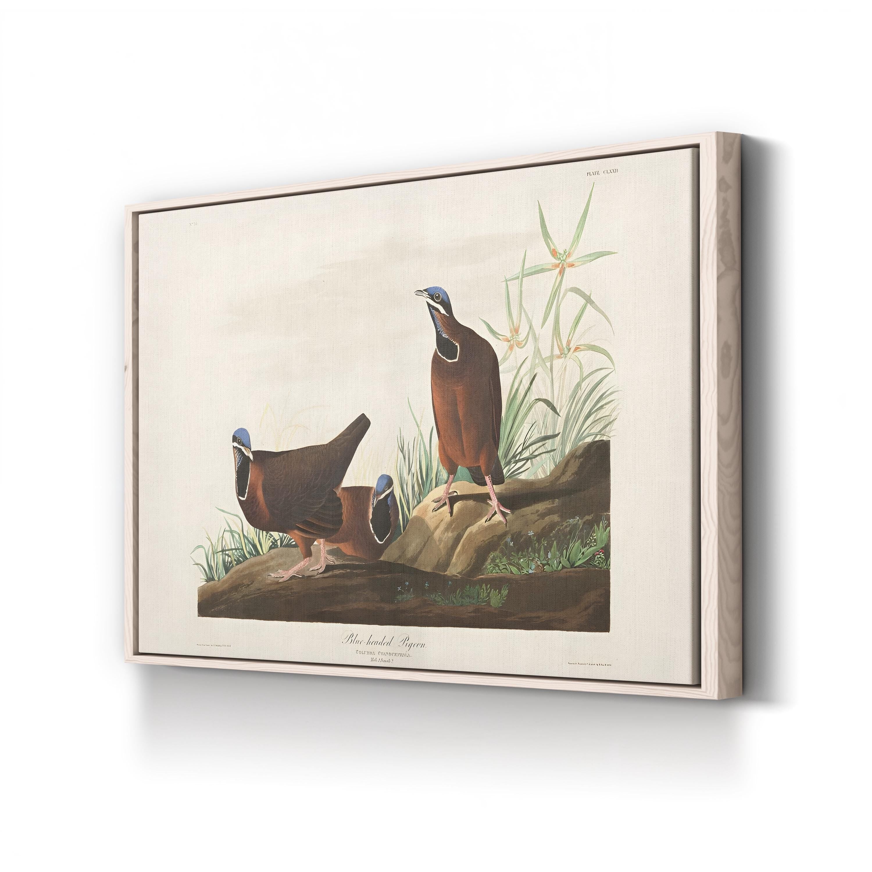 Blue-Headed Pigeon Wall Art by John James Audubon | 19th-Century Ornithological Illustration Canvas Print