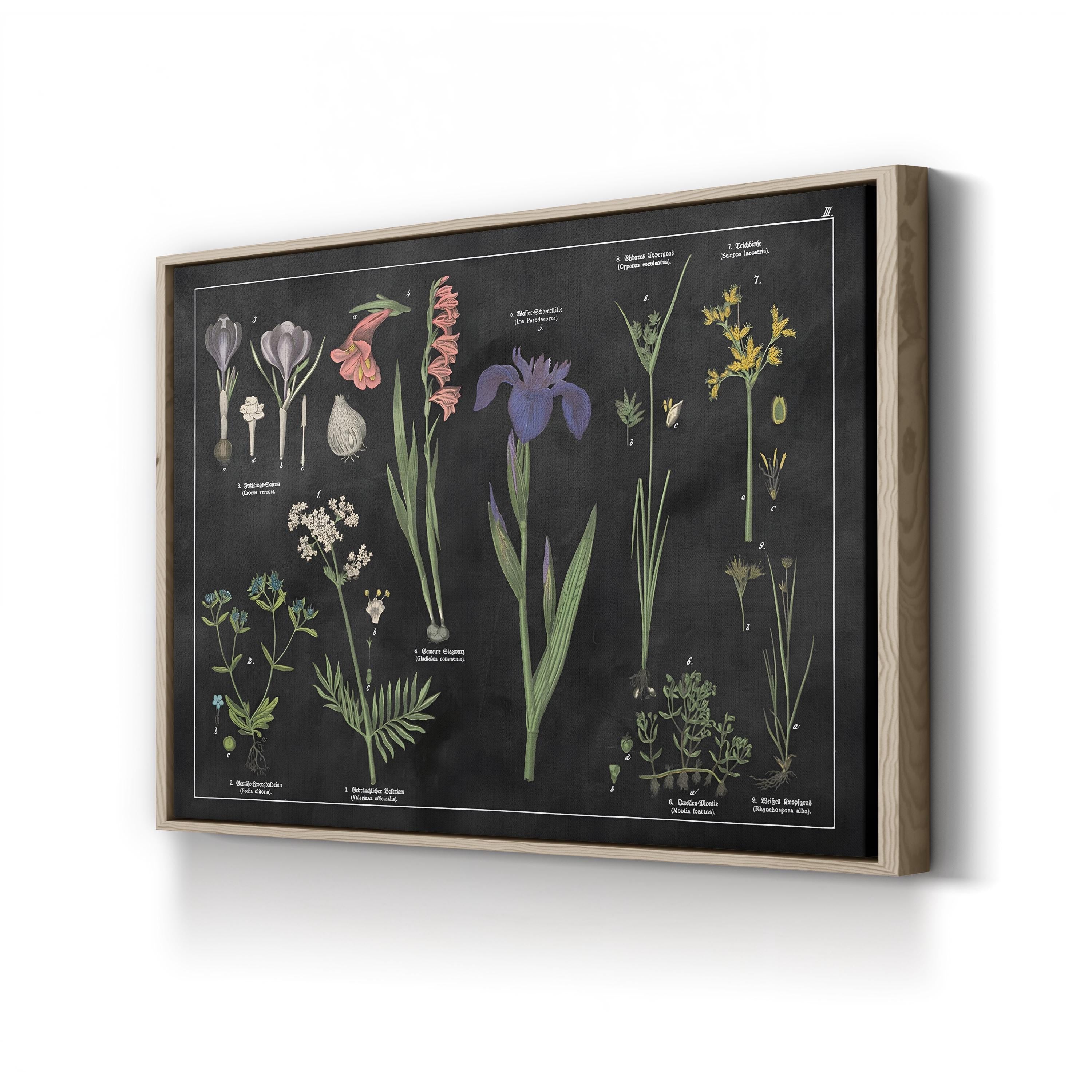Vintage Botanical Print: Black & White Floral Chart, Natural History Canvas