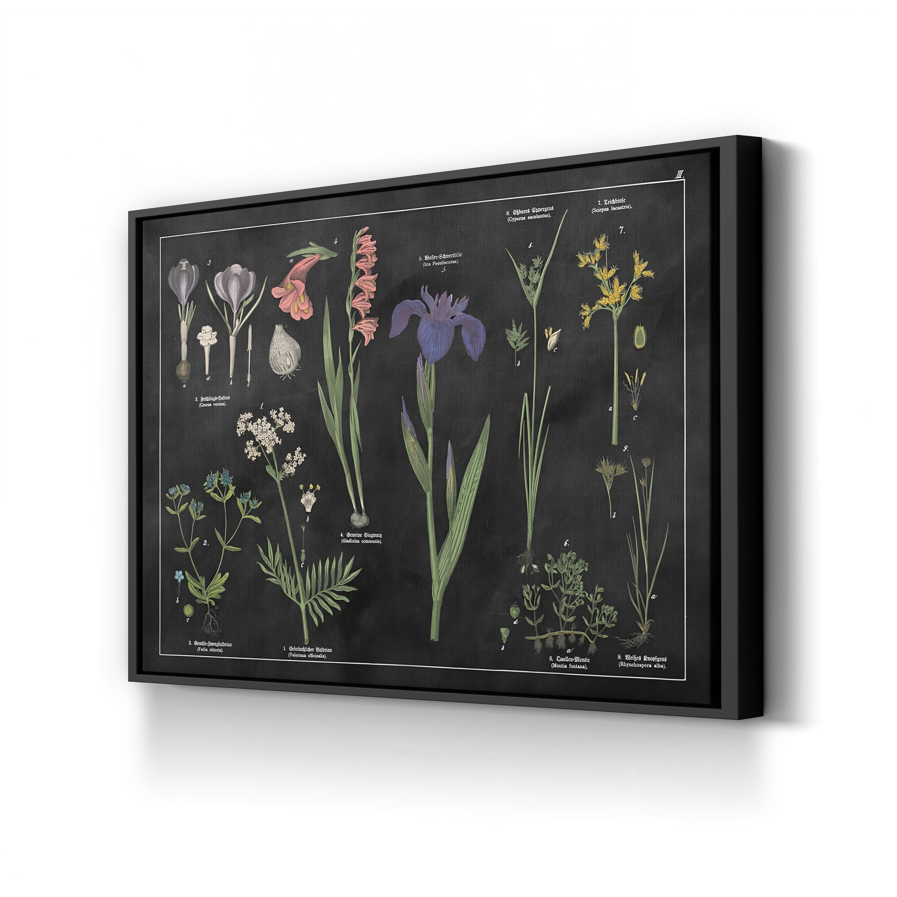Vintage Botanical Print: Black & White Floral Chart, Natural History Canvas