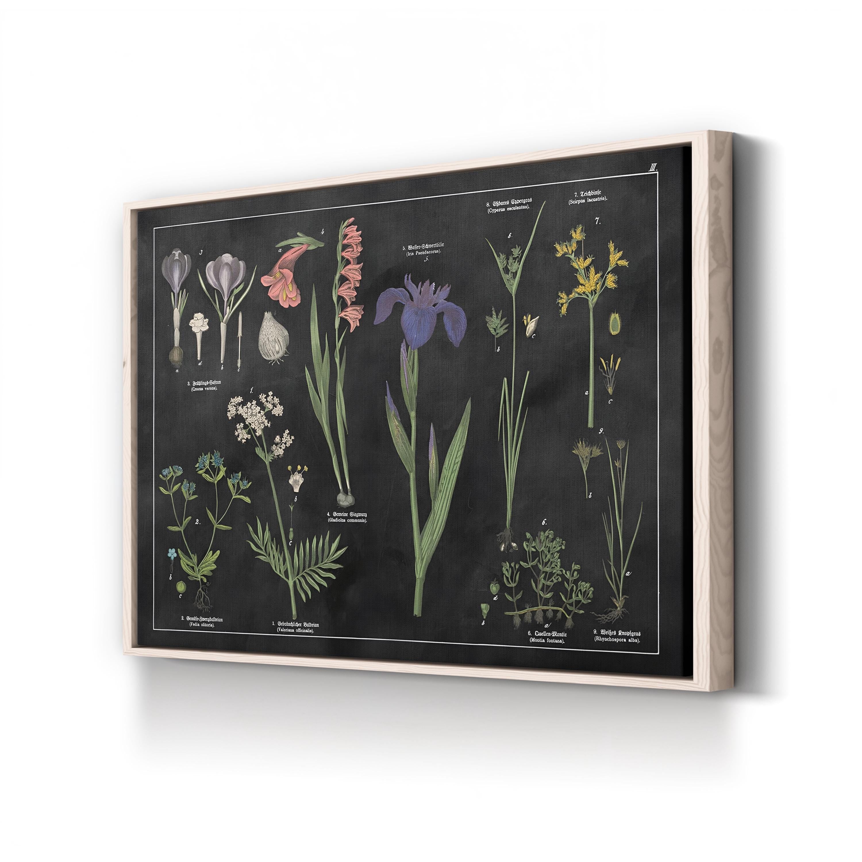 Vintage Botanical Print: Black & White Floral Chart, Natural History Canvas