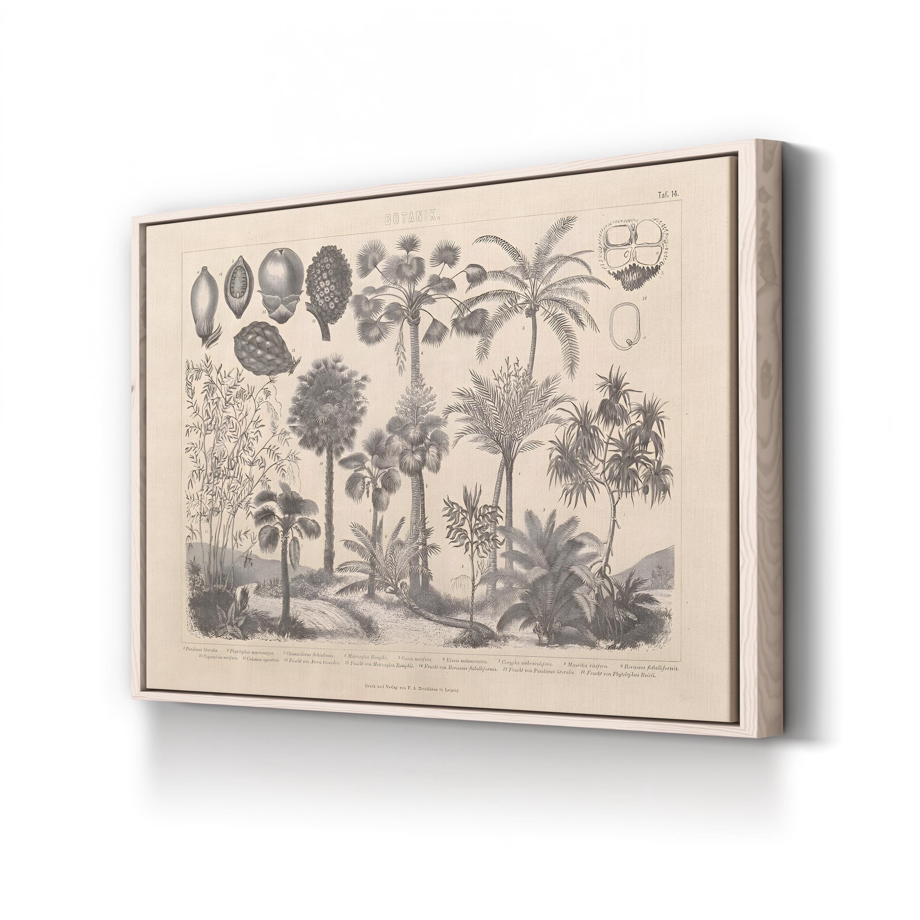 Vintage Botanical Canvas Print: Antique Plant Illustration, Garden Art