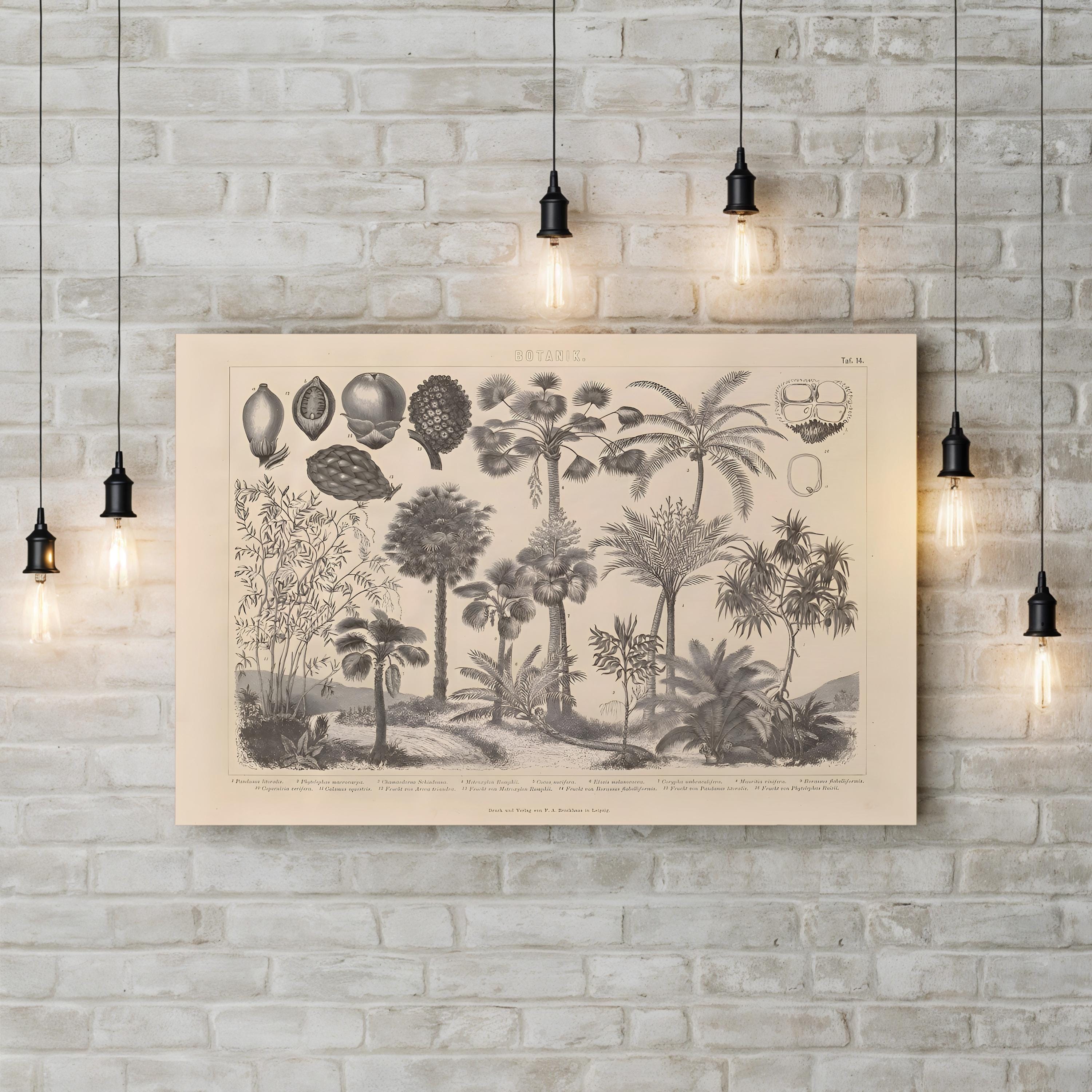 Vintage Botanical Canvas Print: Antique Plant Illustration, Garden Art