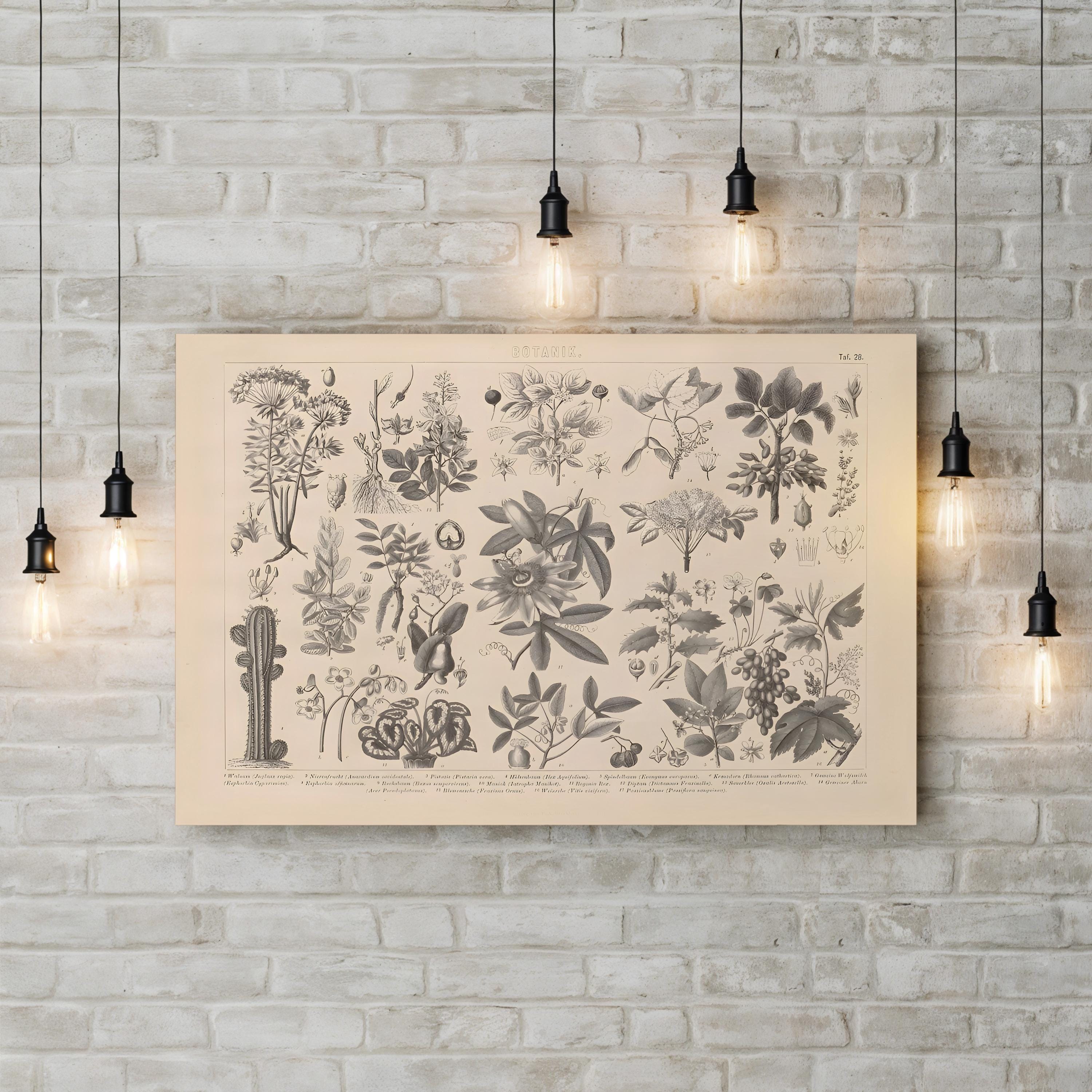 Vintage Botanical Plant Print: Antique Garden Study Canvas