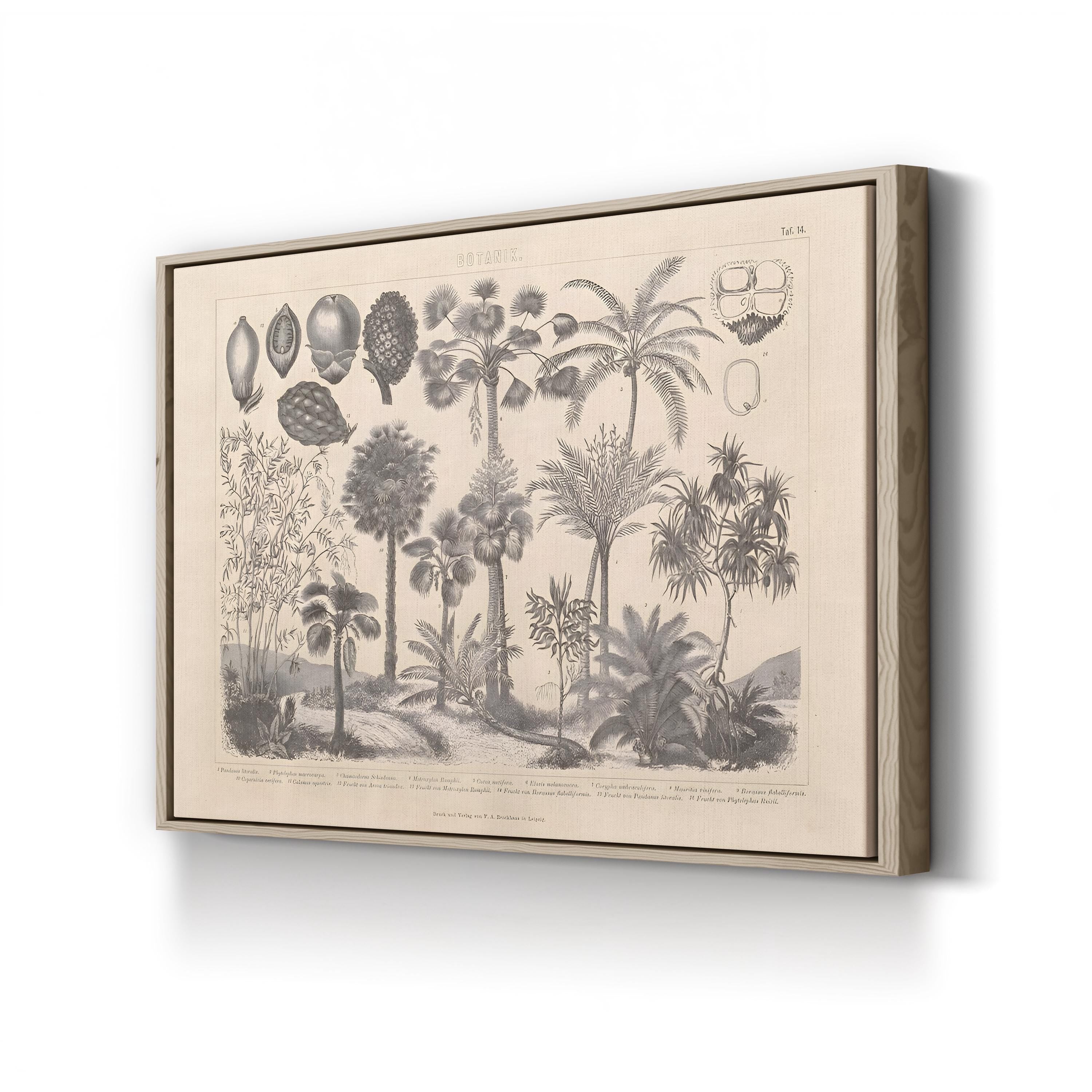 Vintage Botanical Canvas Print: Antique Plant Illustration, Garden Art