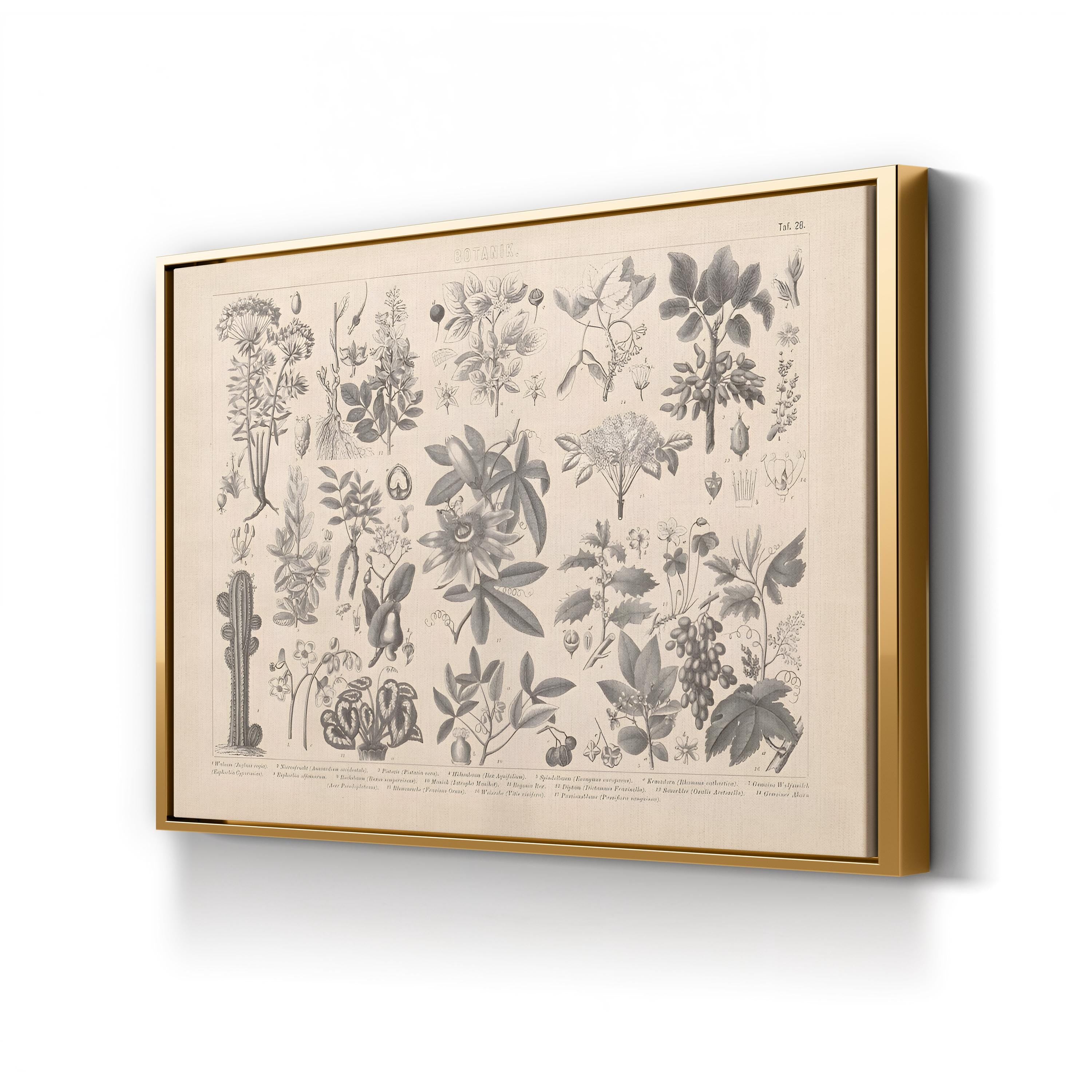 Vintage Botanical Plant Print: Antique Garden Study Canvas