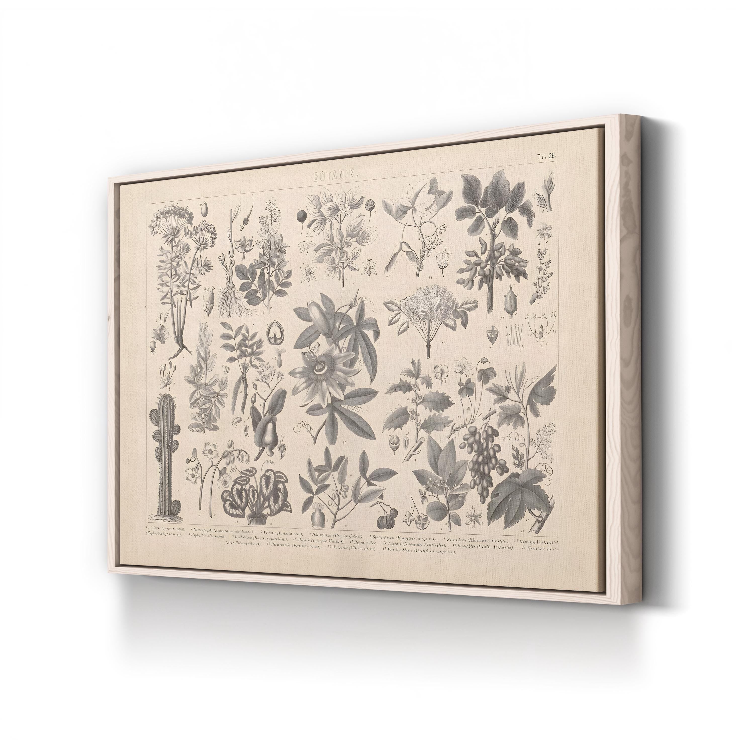 Vintage Botanical Plant Print: Antique Garden Study Canvas