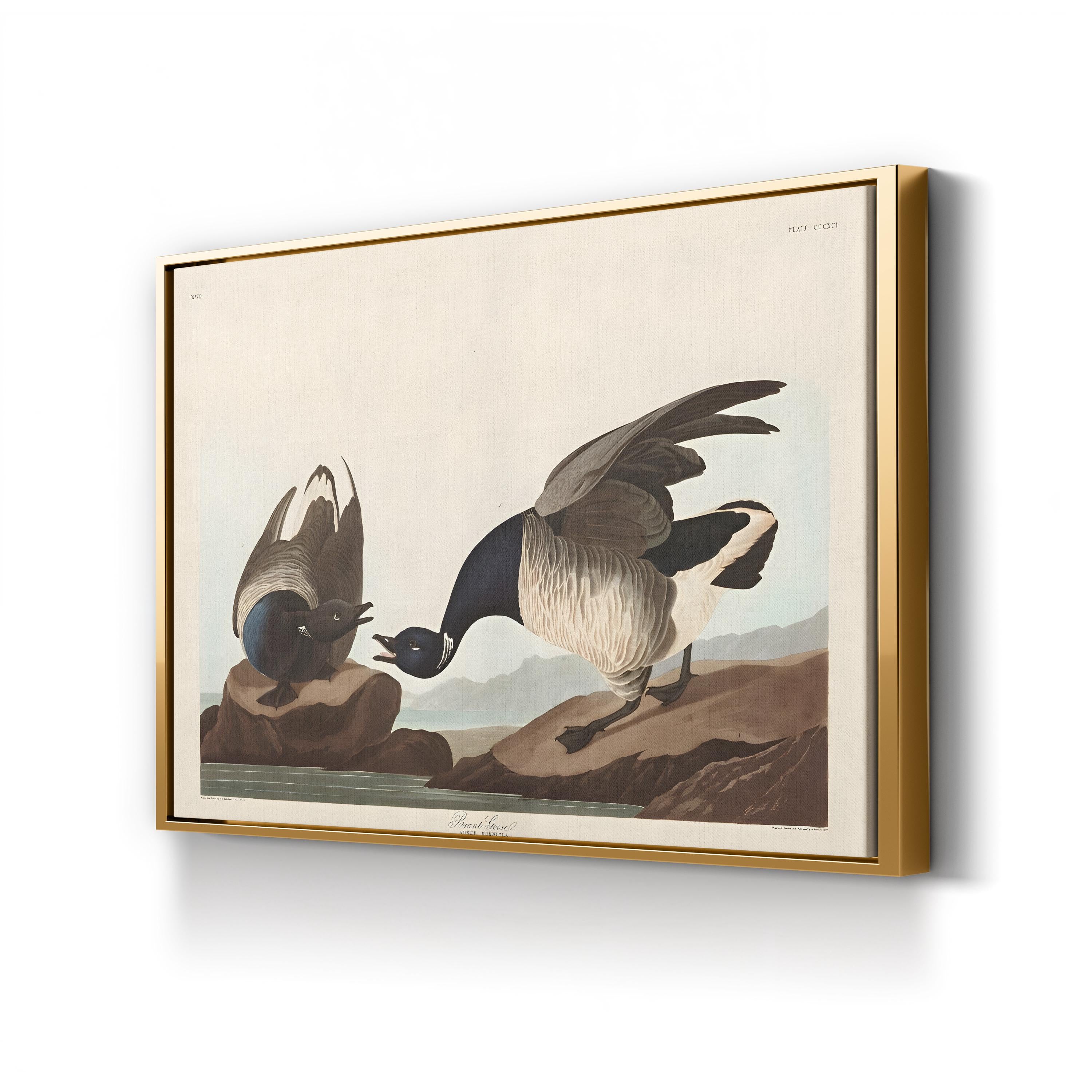 Brant Goose Wall Art by John James Audubon