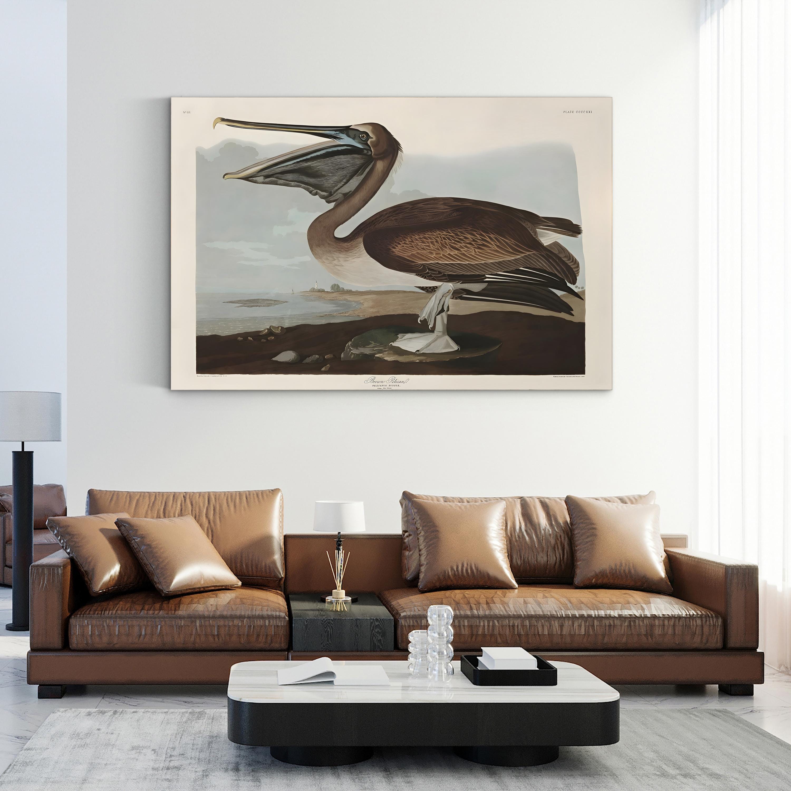 Brown Pelican Wall Art by John James Audubon – Vintage Natural History Bird Illustration Canvas