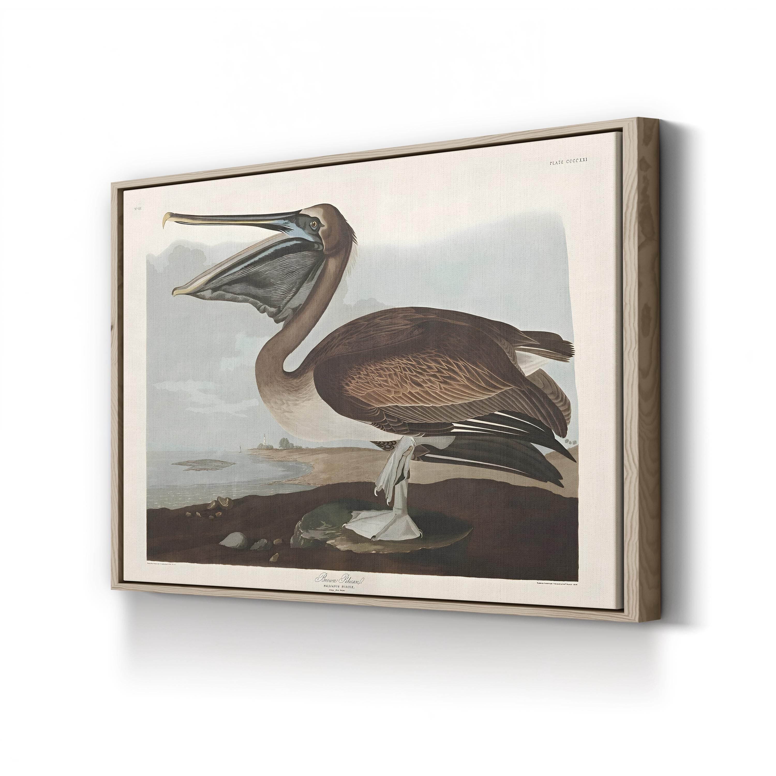 Brown Pelican Wall Art by John James Audubon – Vintage Natural History Bird Illustration Canvas