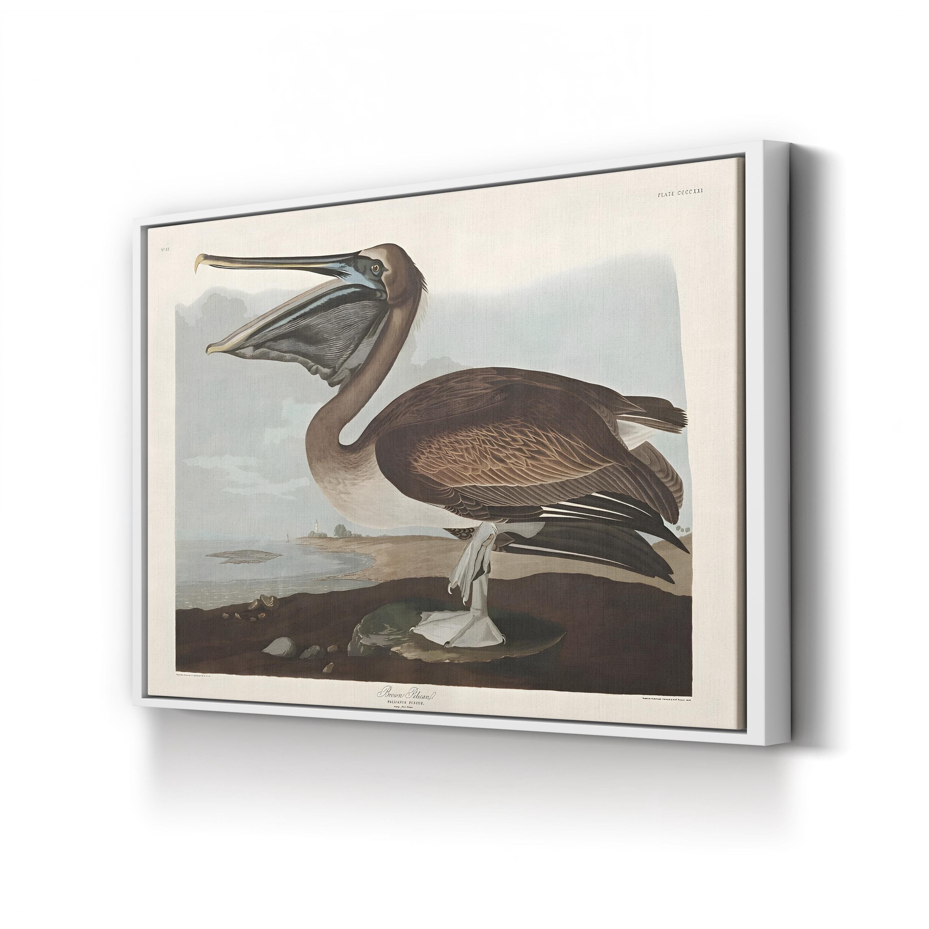 Brown Pelican Wall Art by John James Audubon – Vintage Natural History Bird Illustration Canvas