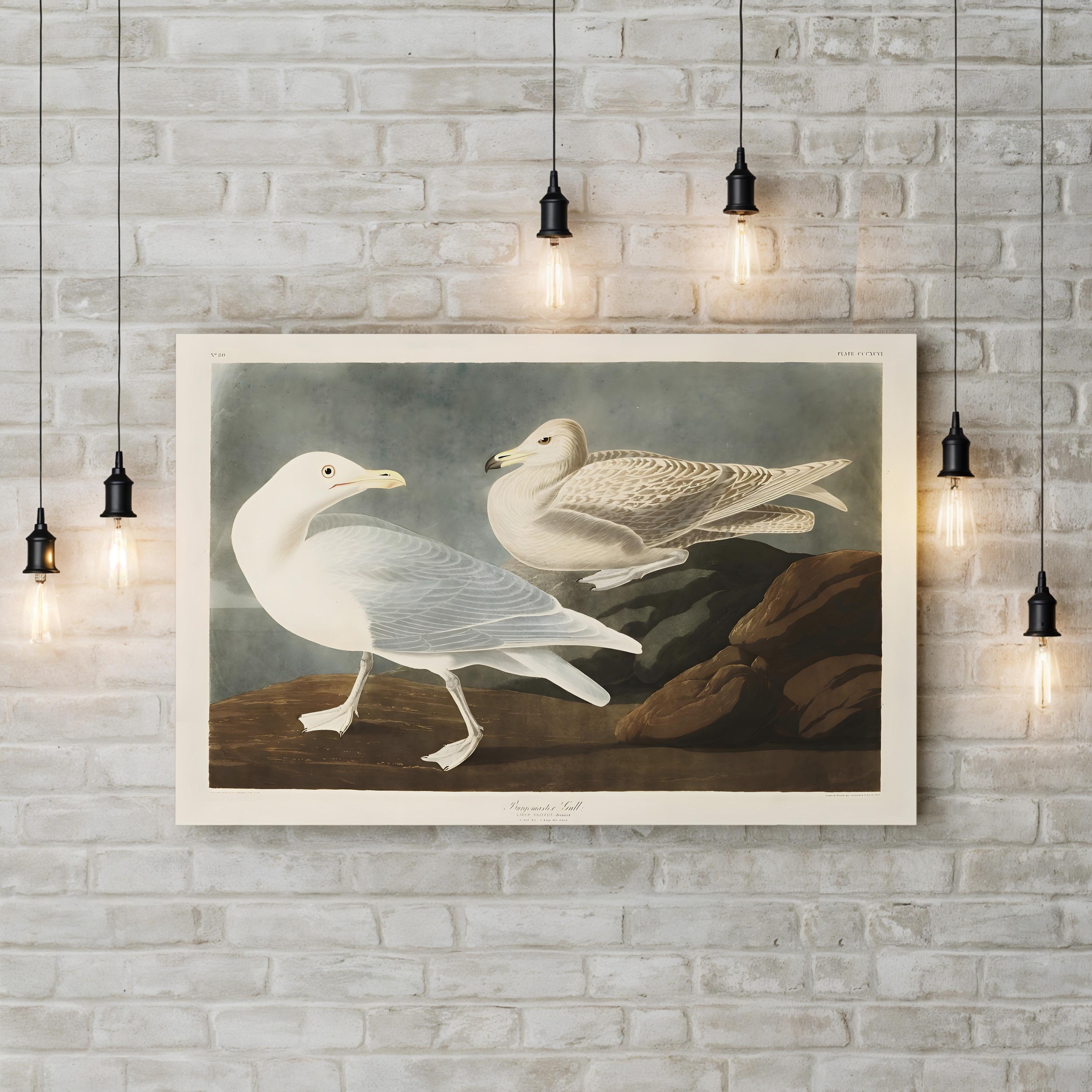 Burgomaster Gull Wall Art by John James Audubon – Vintage Natural History Bird Illustration Canvas