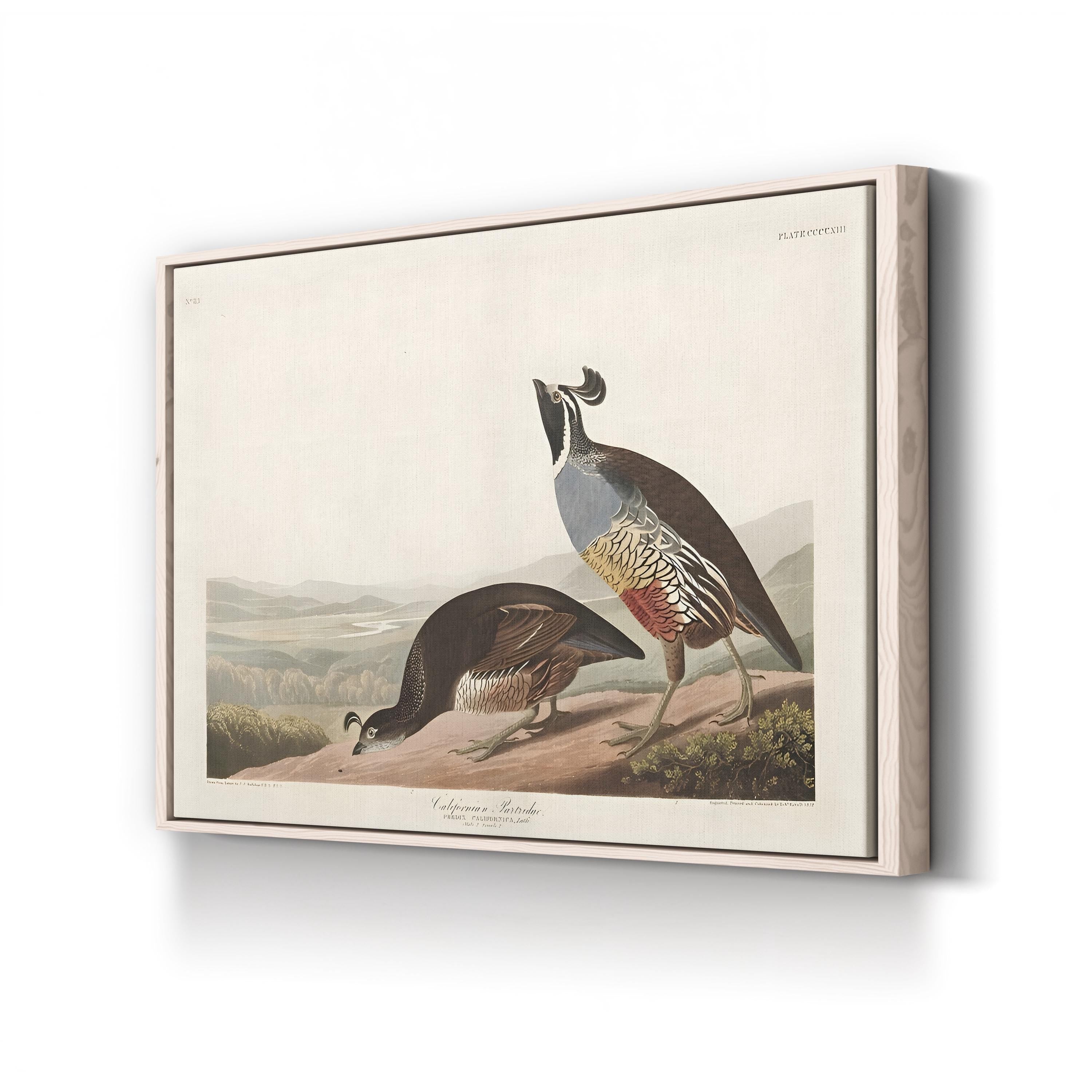 Californian Partridge – Framed Vintage Natural History Canvas Art by John James Audubon
