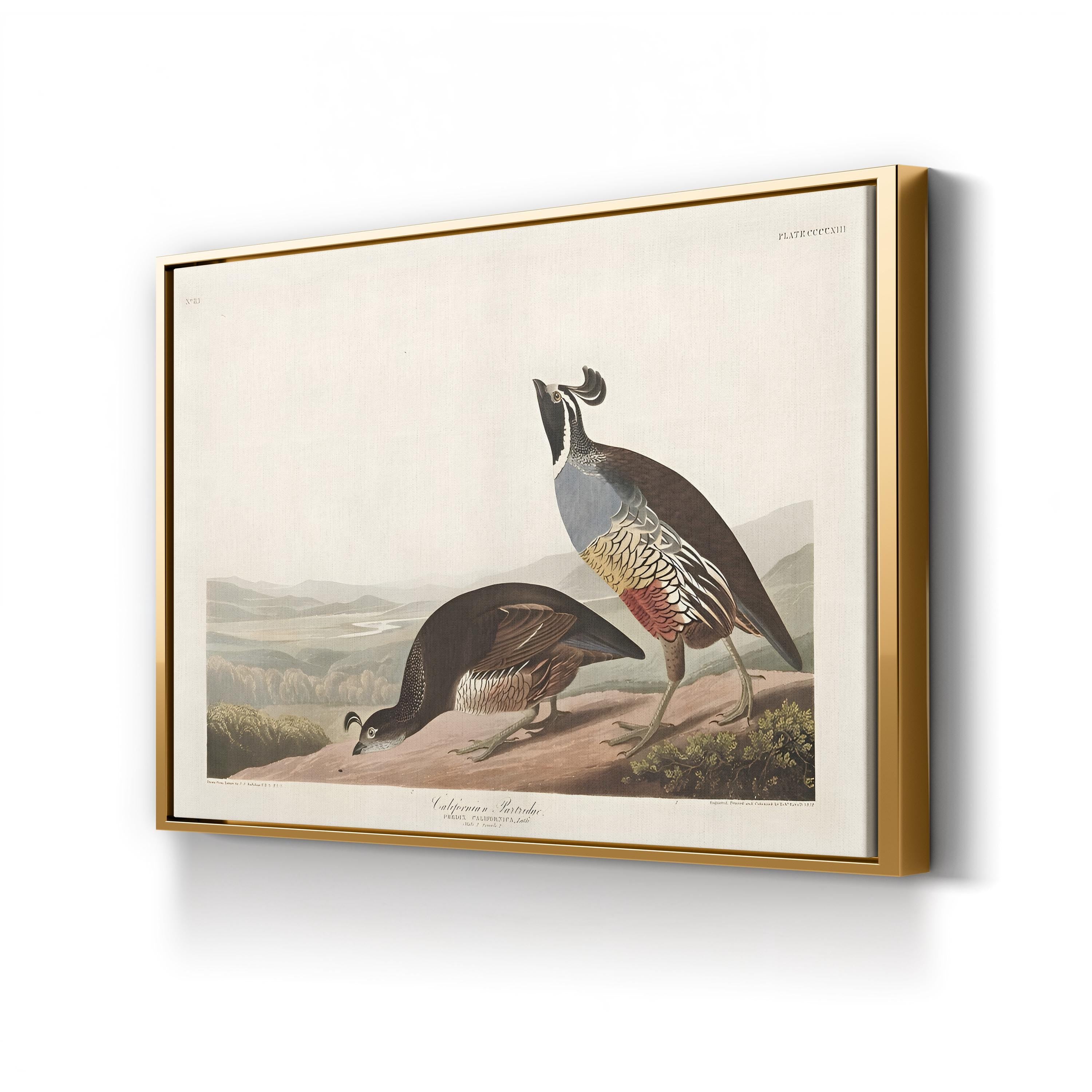 Californian Partridge – Framed Vintage Natural History Canvas Art by John James Audubon