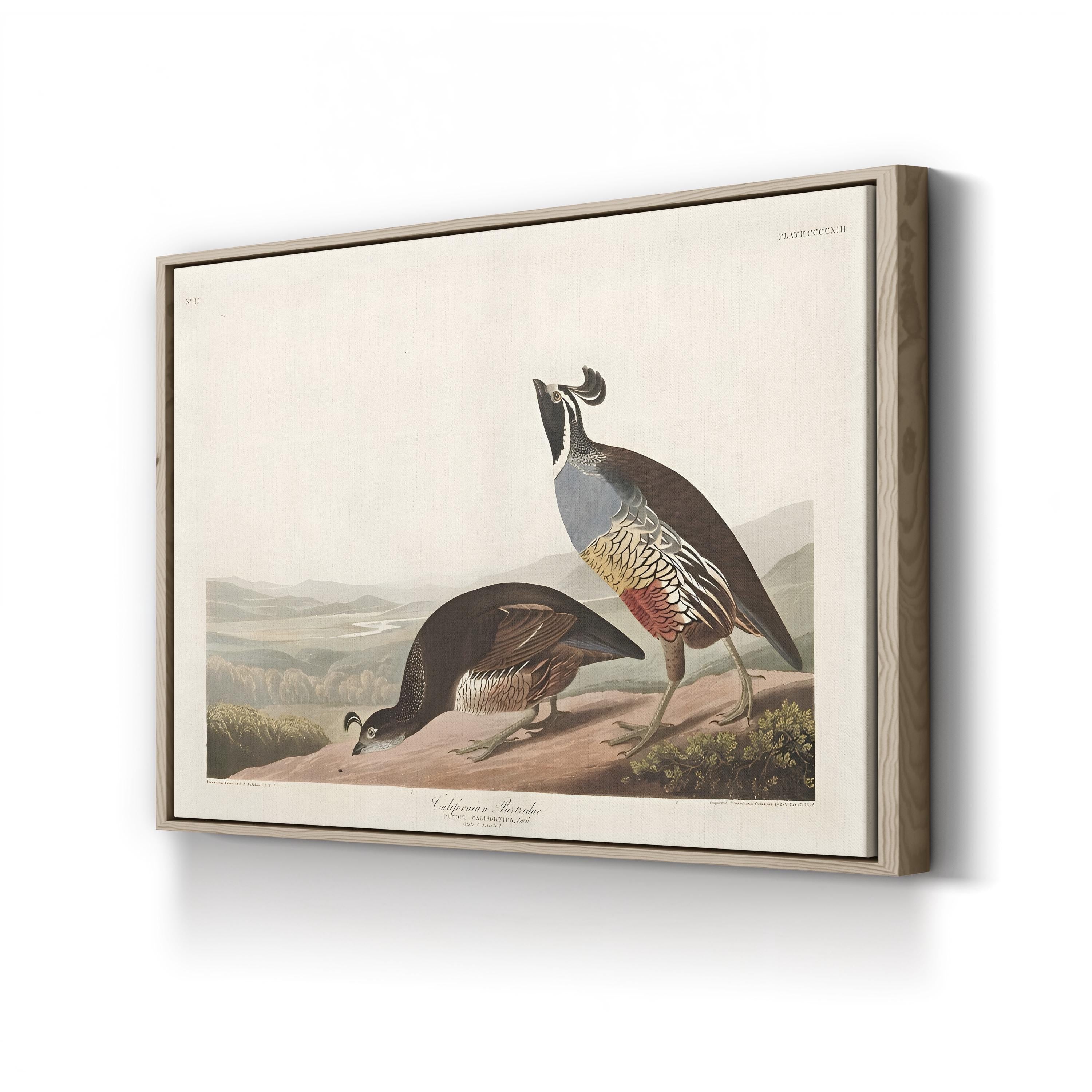 Californian Partridge – Framed Vintage Natural History Canvas Art by John James Audubon
