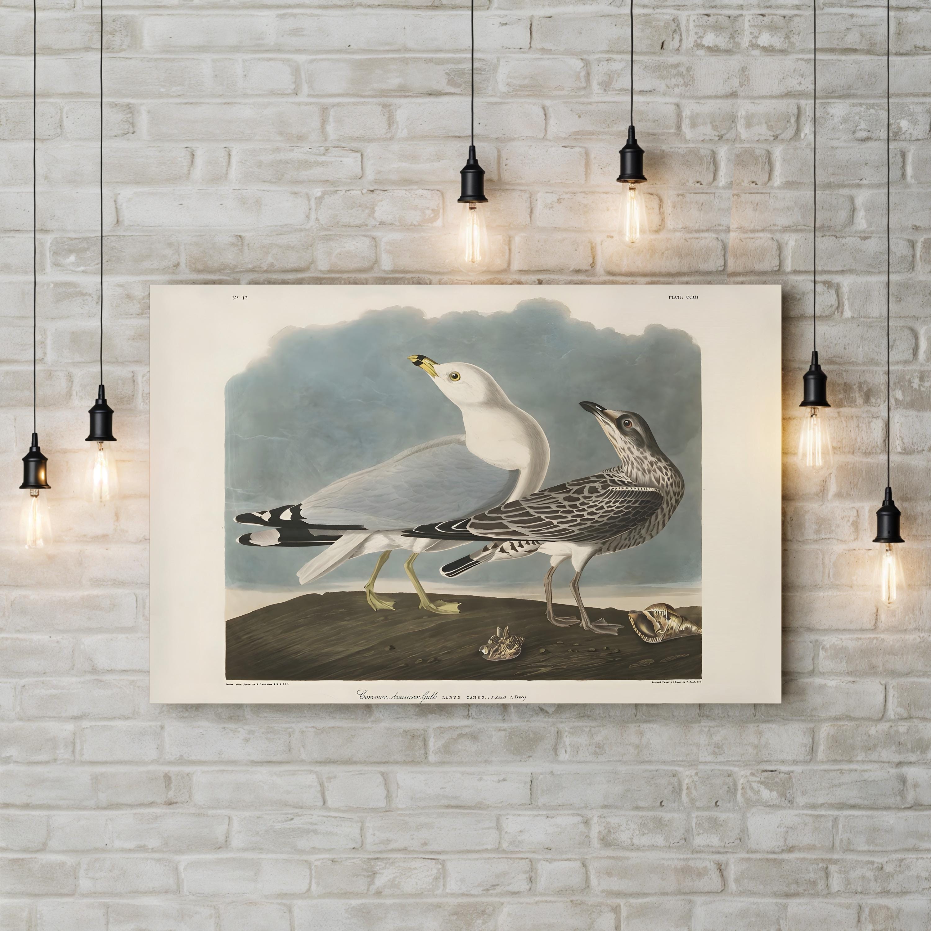 Common American Gull – Period Illustration Wall Art | 19th-Century Bird Canvas Print