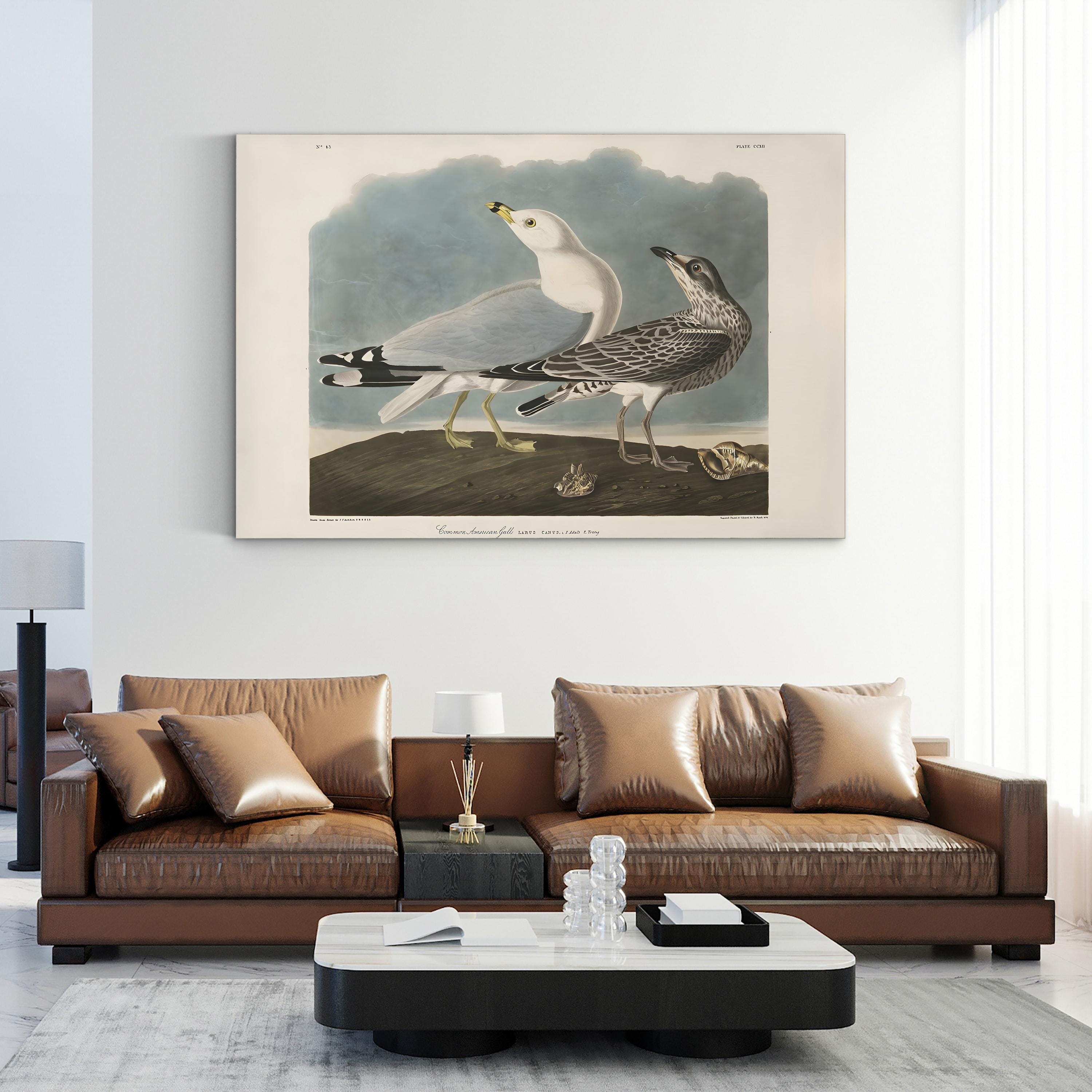 Common American Gull – Period Illustration Wall Art | 19th-Century Bird Canvas Print