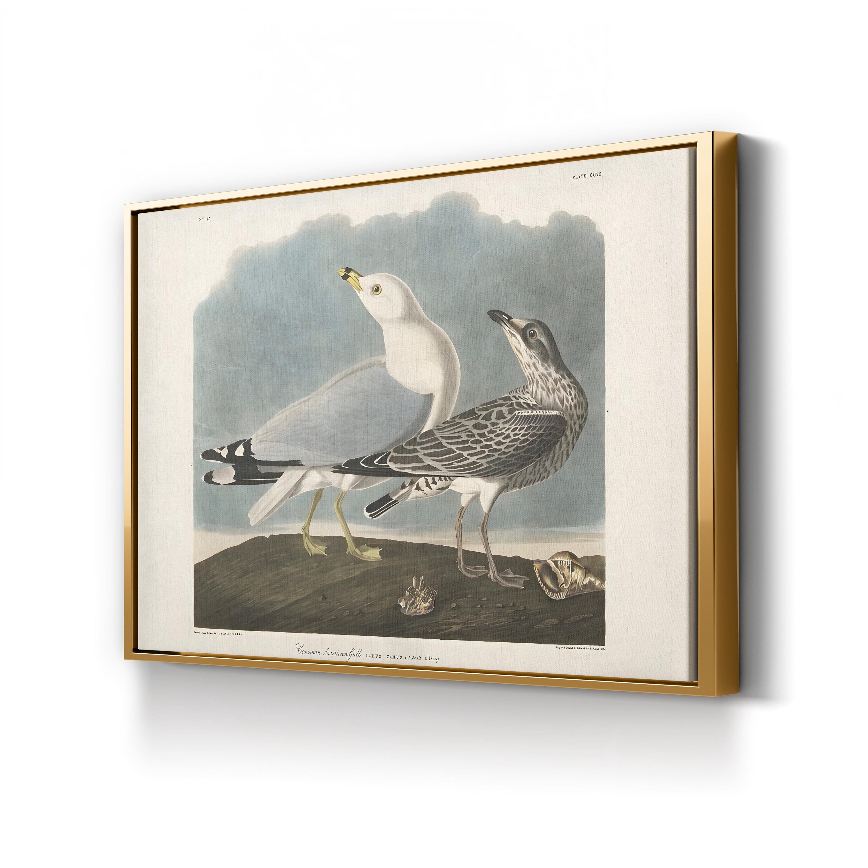 Common American Gull – Period Illustration Wall Art | 19th-Century Bird Canvas Print