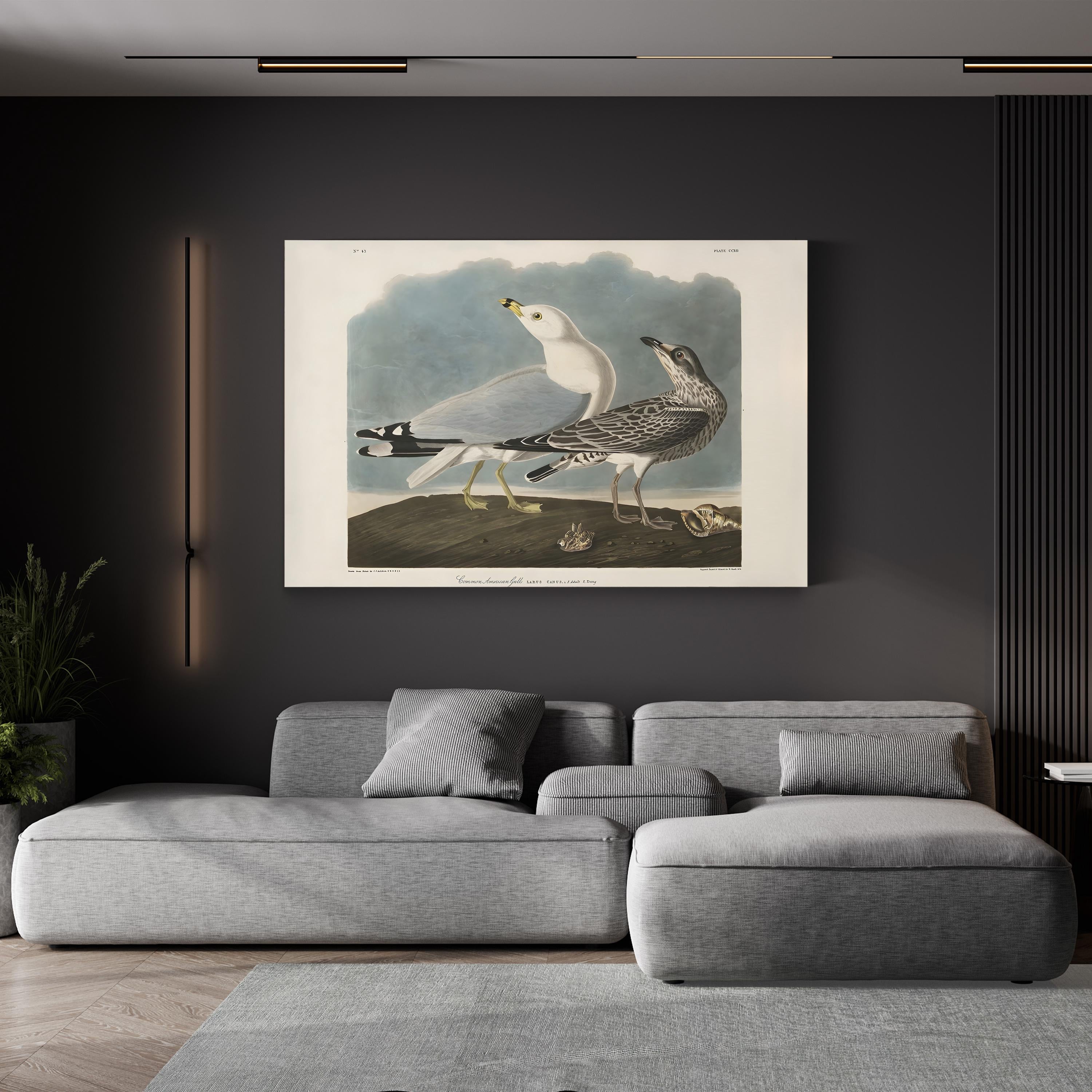 Common American Gull – Period Illustration Wall Art | 19th-Century Bird Canvas Print