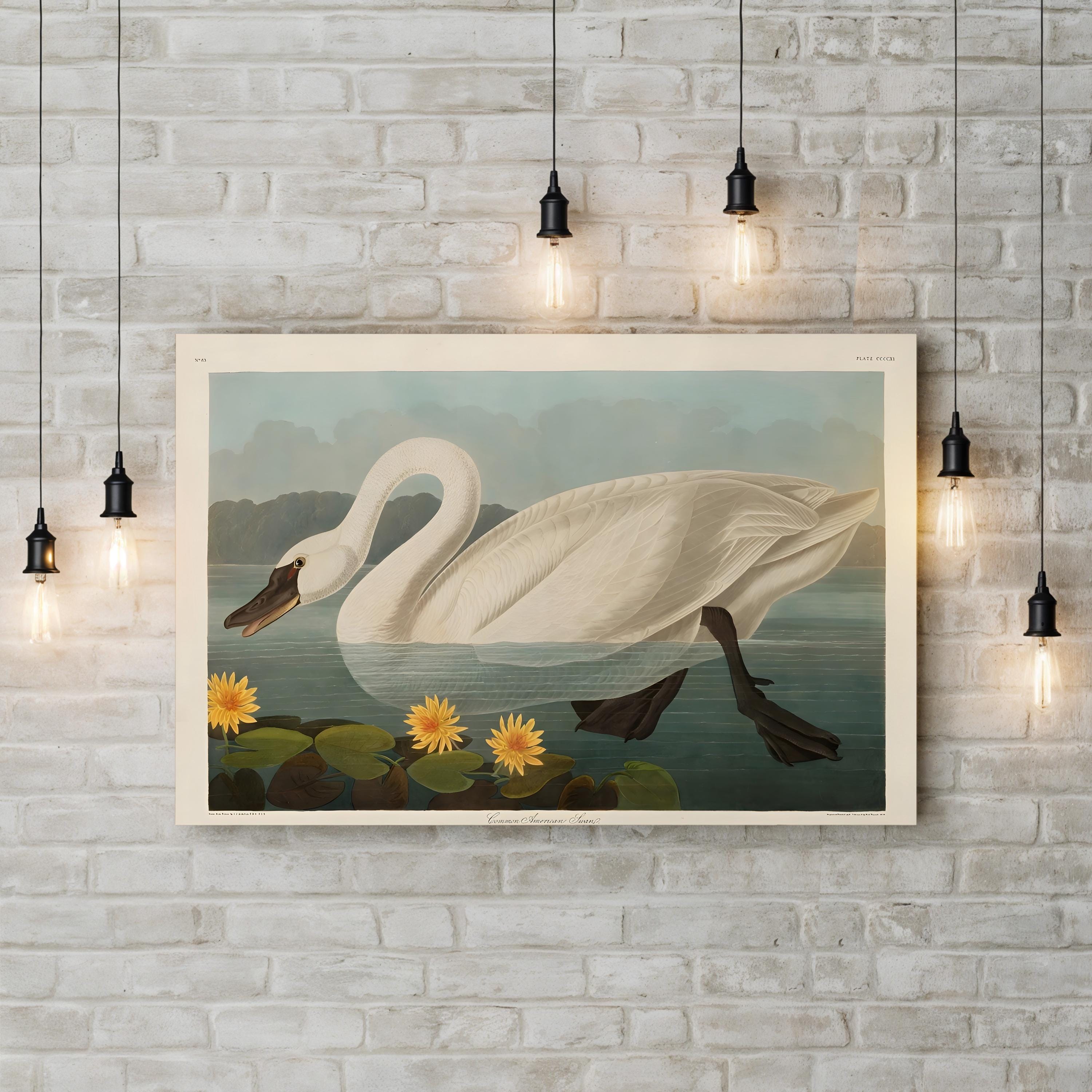 Vintage Swan Elegance – Period Illustration Wall Art | Wildlife Canvas Print