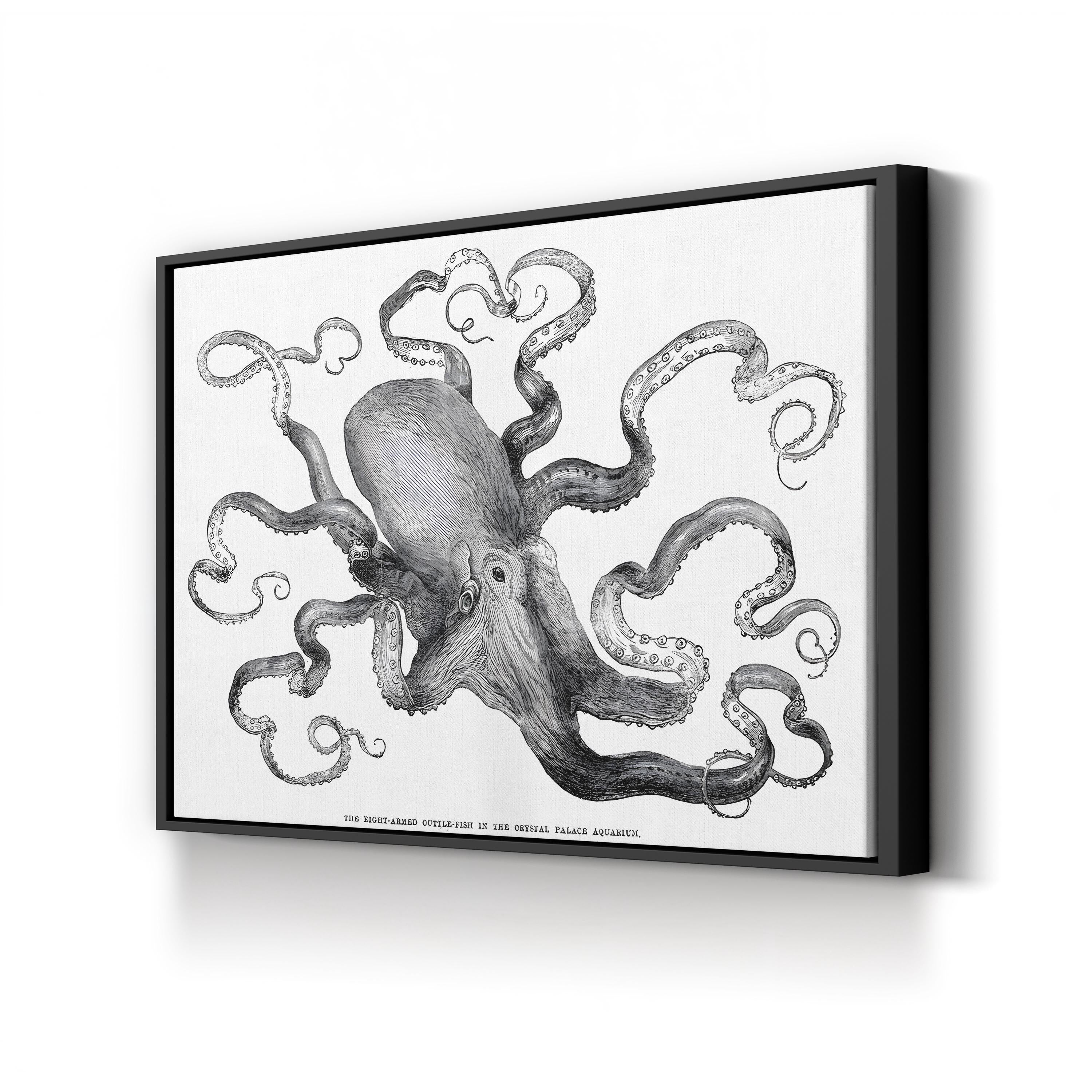 Common Octopus, 1871 – Period Illustration Wall Art | Vintage Marine Canvas Print