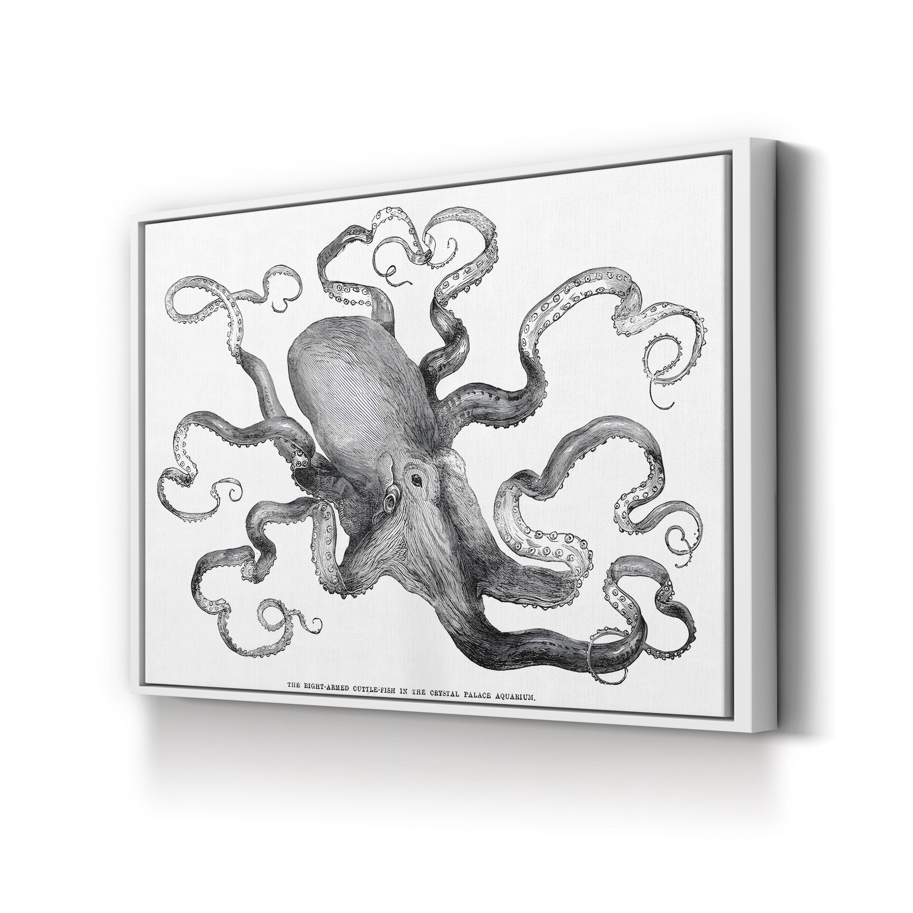Common Octopus, 1871 – Period Illustration Wall Art | Vintage Marine Canvas Print