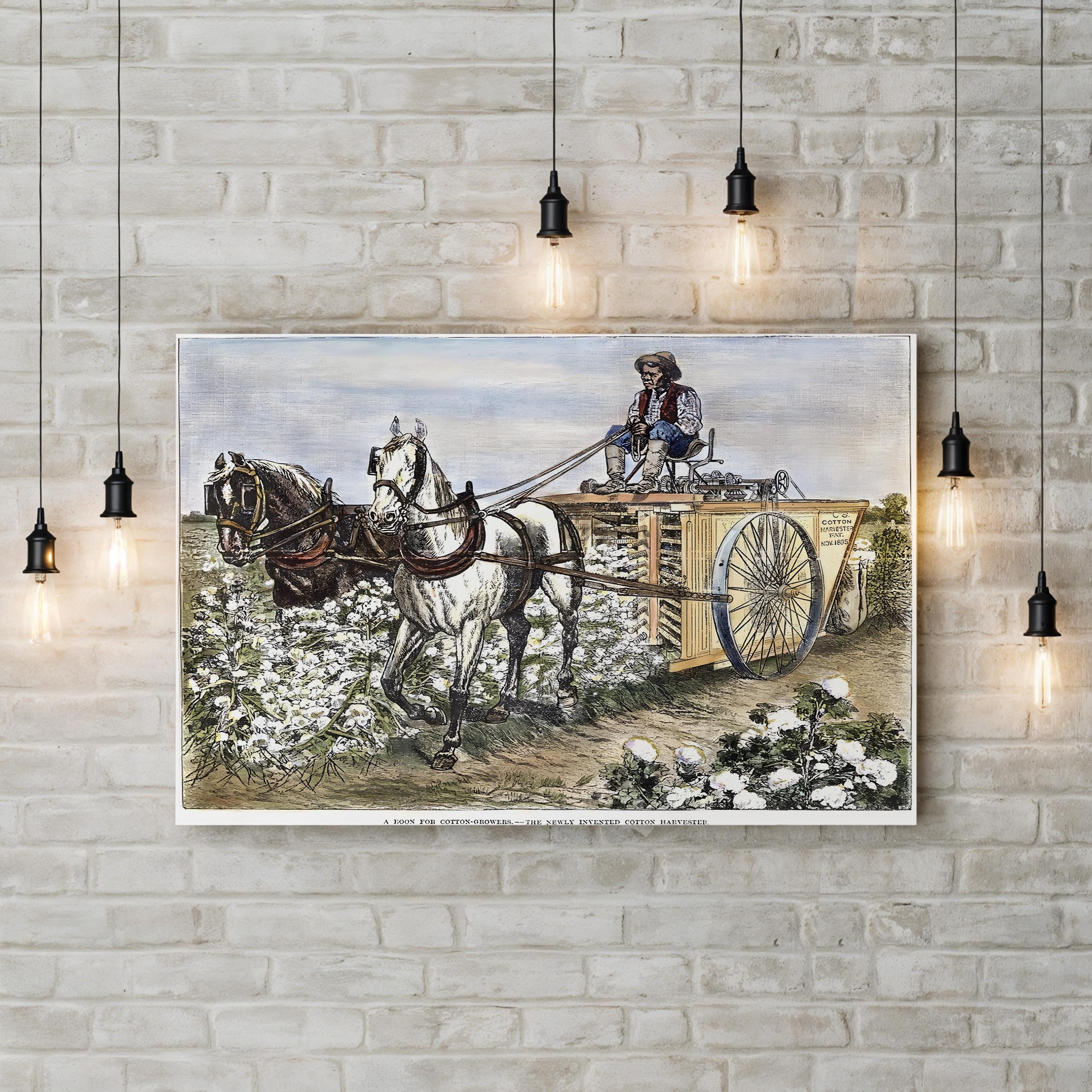 1886 Cotton Harvester Scene – Period Illustration Wall Art | Western Lithograph Canvas Print